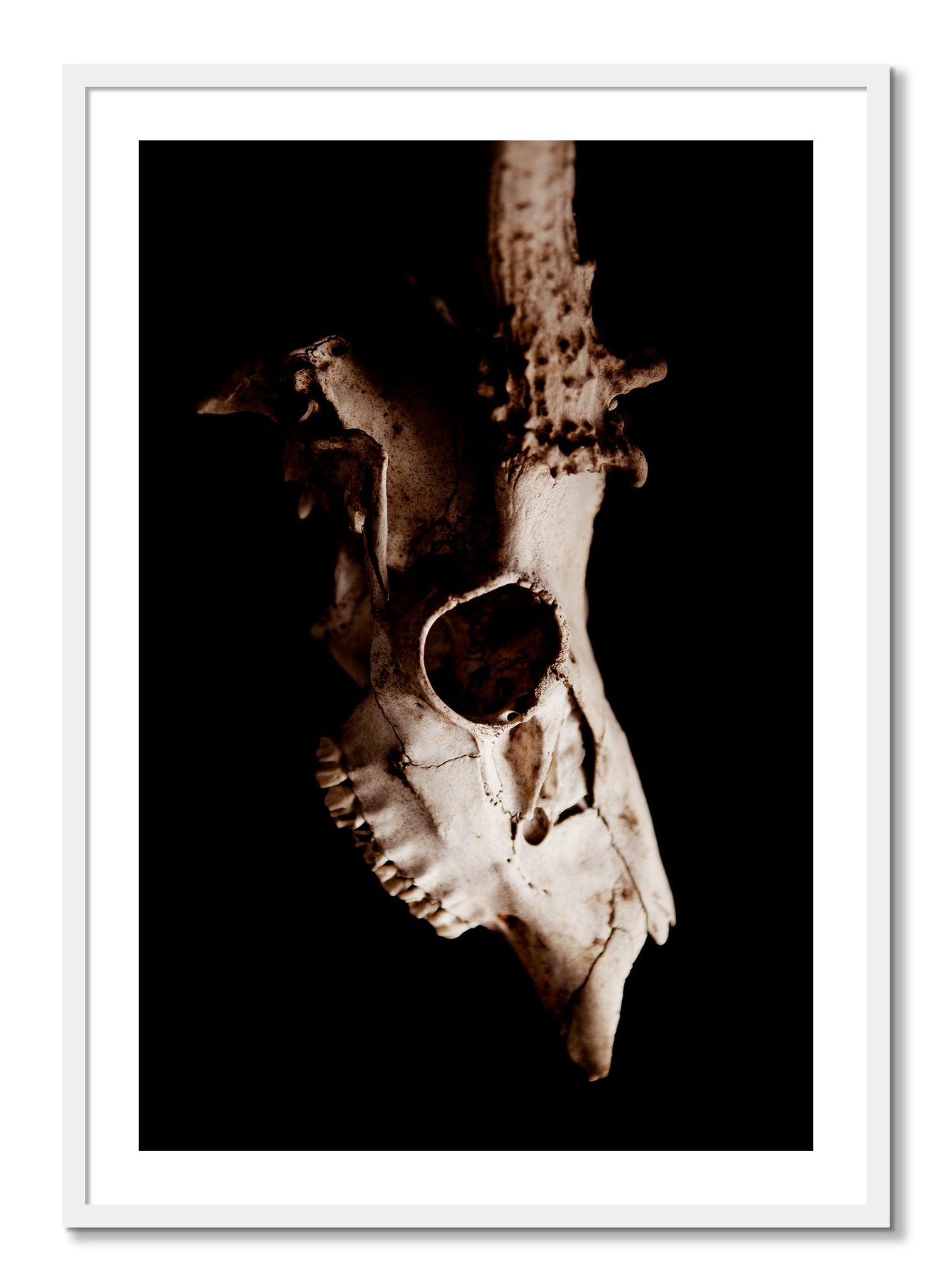 Framed photograph of Skull by Dylan Ozanich, White frame, Borders