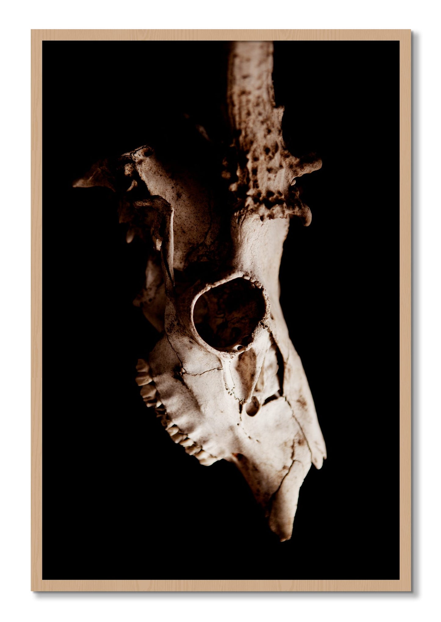 Framed photograph of Skull by Dylan Ozanich, Oak frame, Full Bleed