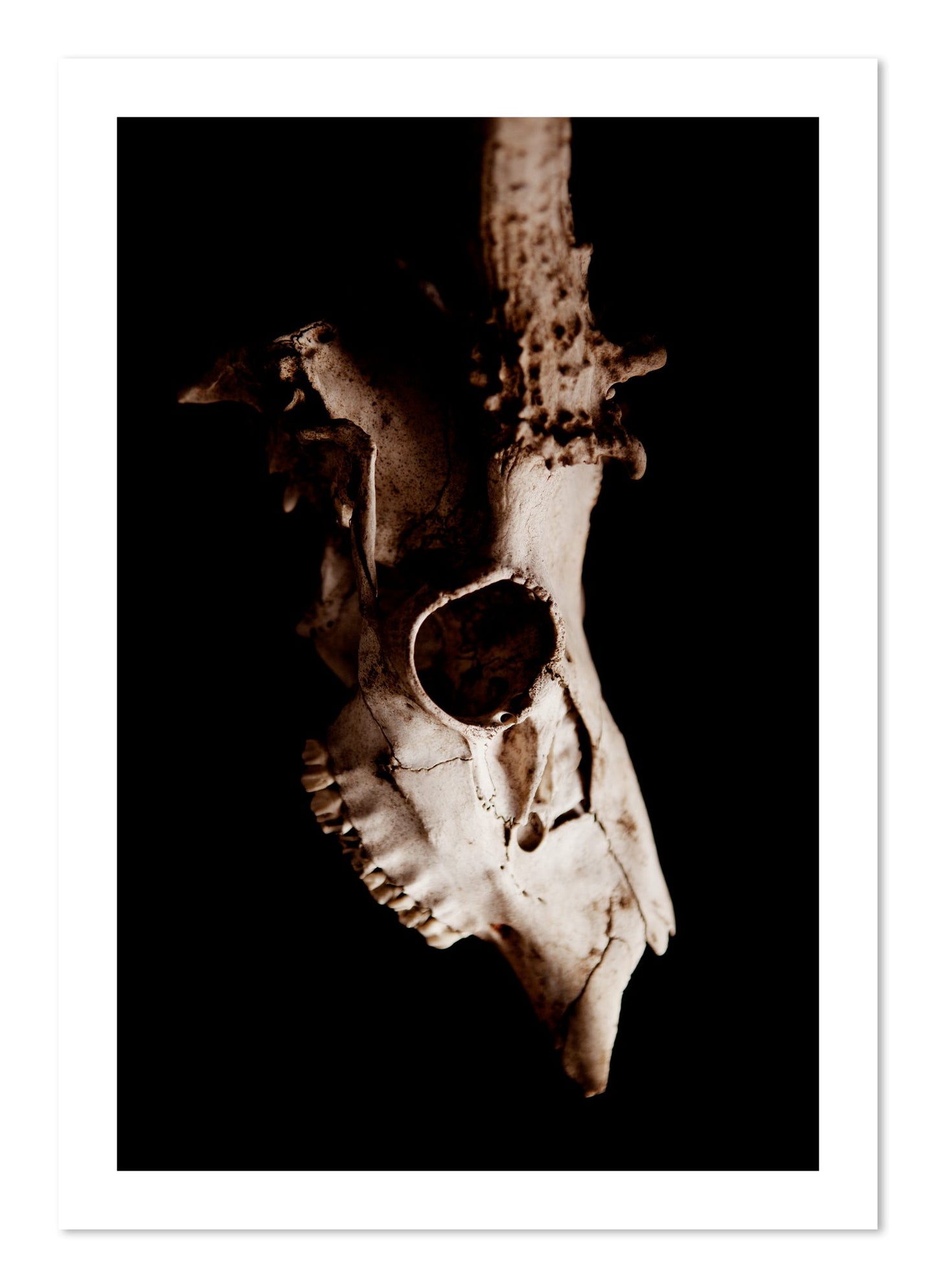 Fine art print of Skull by Dylan Ozanich, unframed