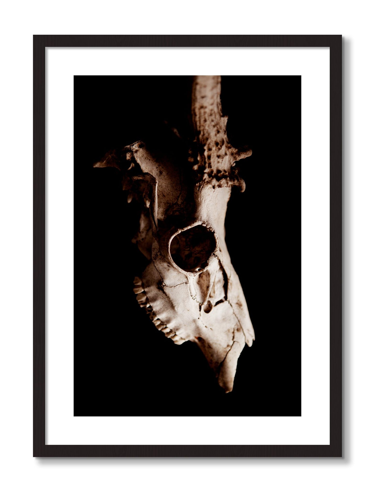 Framed photograph of Skull by Dylan Ozanich, Black frame, Borders