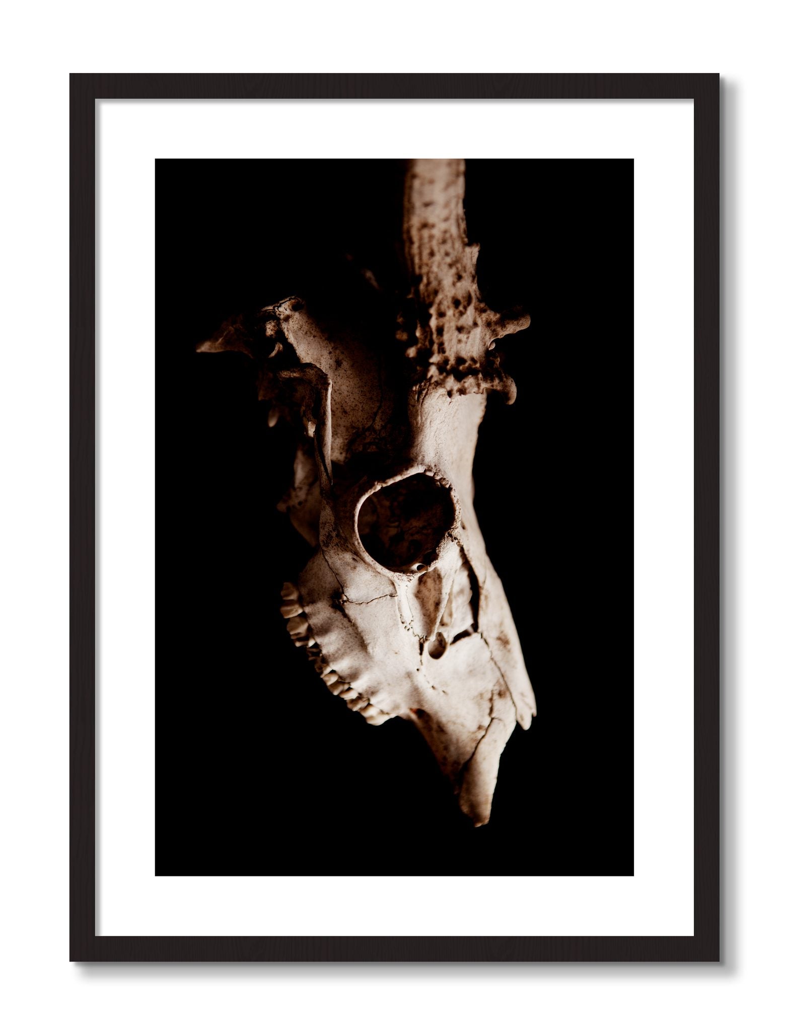 Framed photograph of Skull by Dylan Ozanich, Black frame, Borders