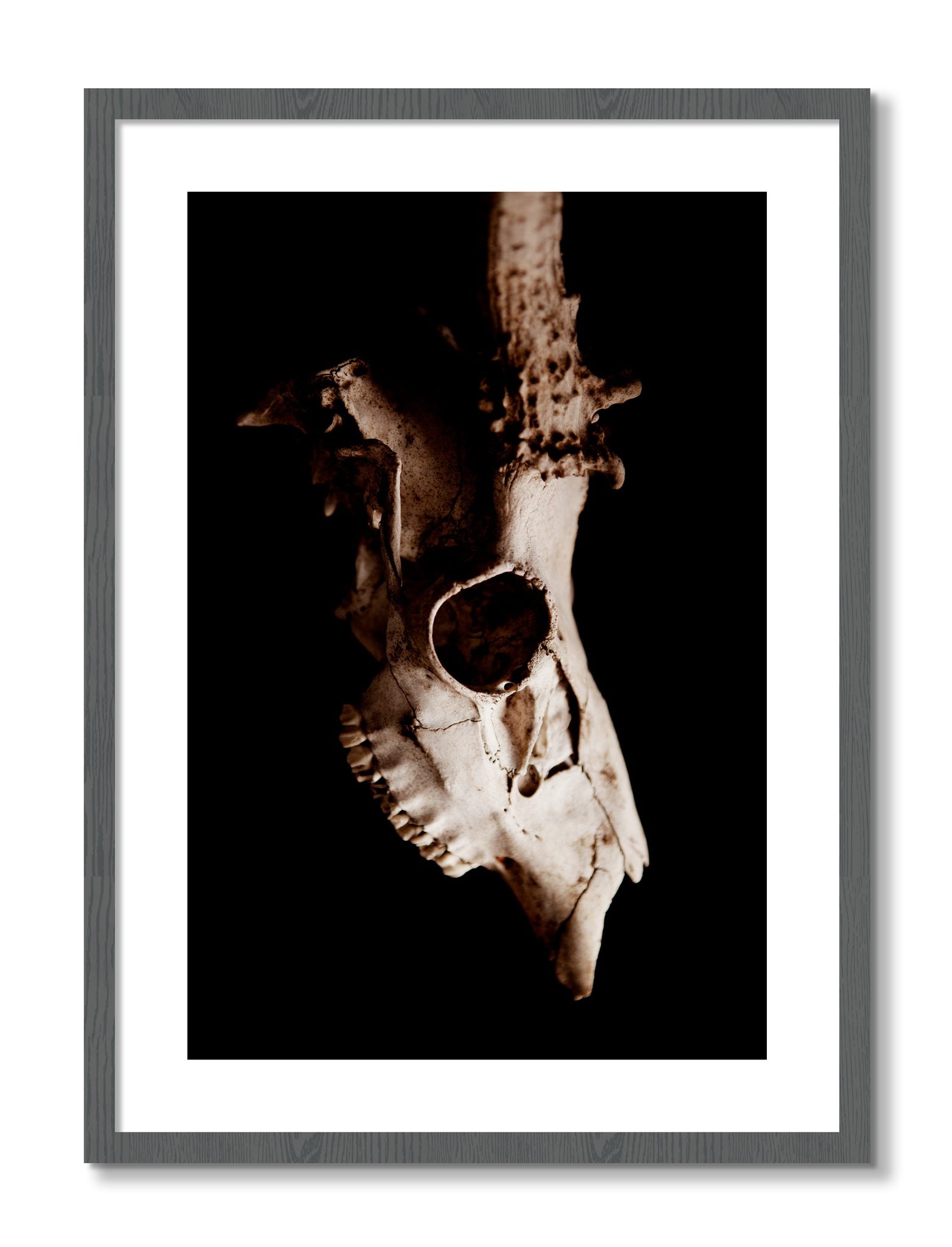 Framed photograph of Skull by Dylan Ozanich, Grey frame, Borders