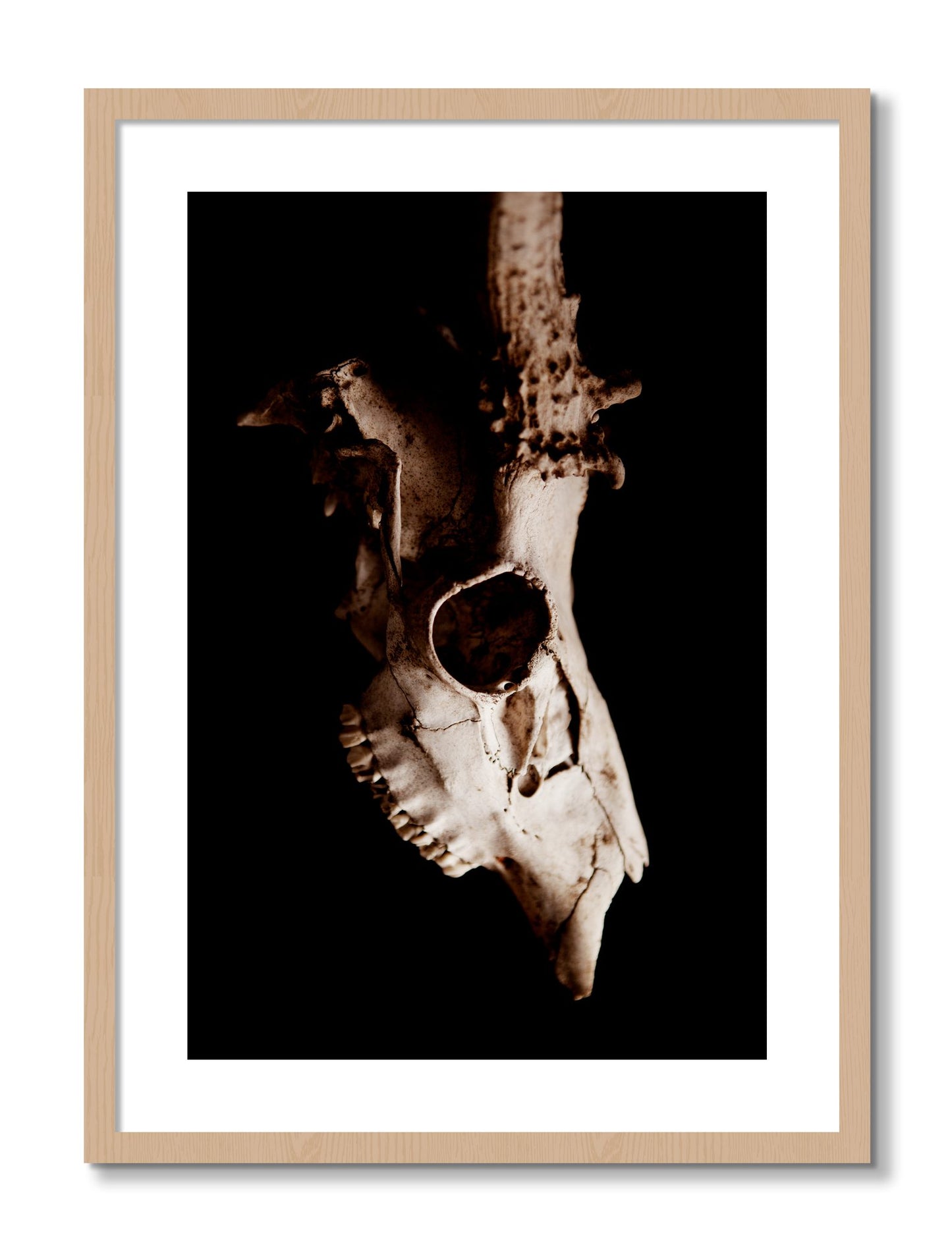 Framed photograph of Skull by Dylan Ozanich, Oak frame, Borders