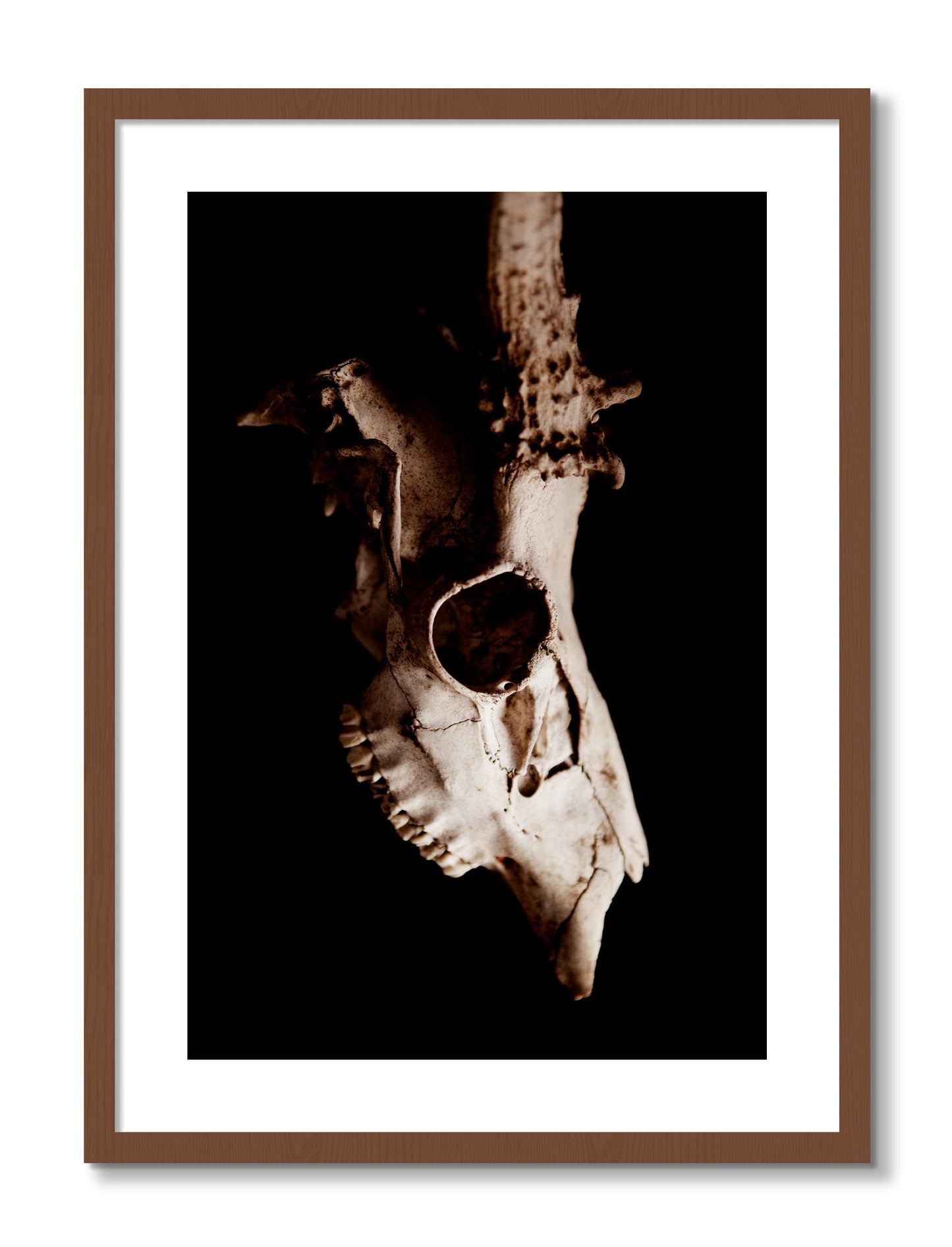 Framed photograph of Skull by Dylan Ozanich, Walnut frame, Borders