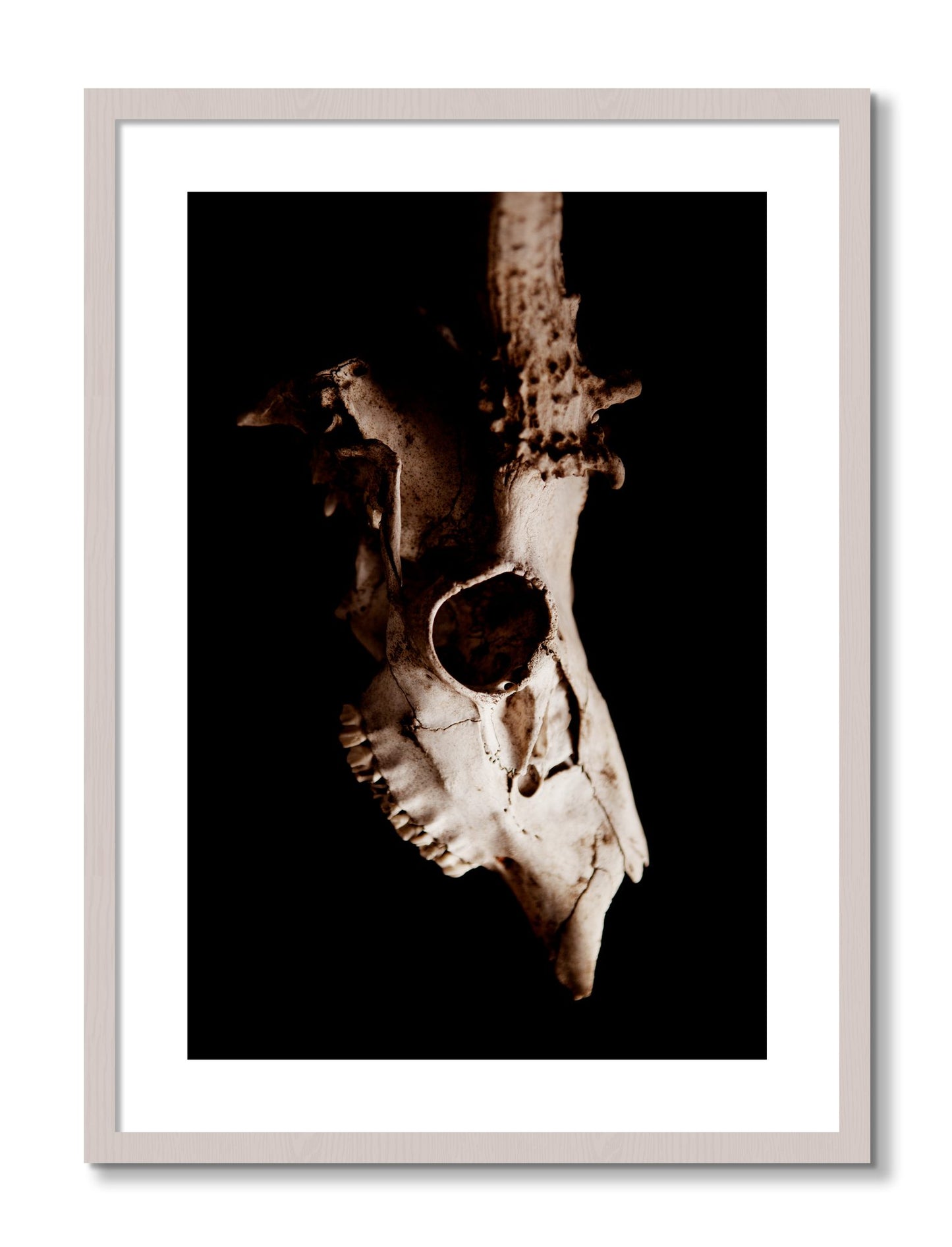 Framed photograph of Skull by Dylan Ozanich, White Maple frame, Borders