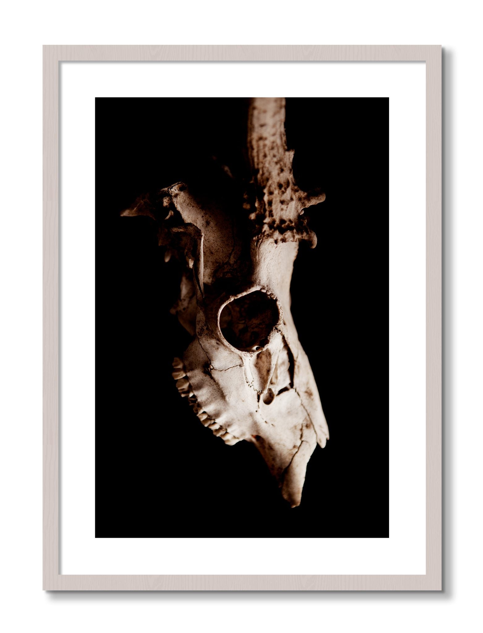 Framed photograph of Skull by Dylan Ozanich, White Maple frame, Borders