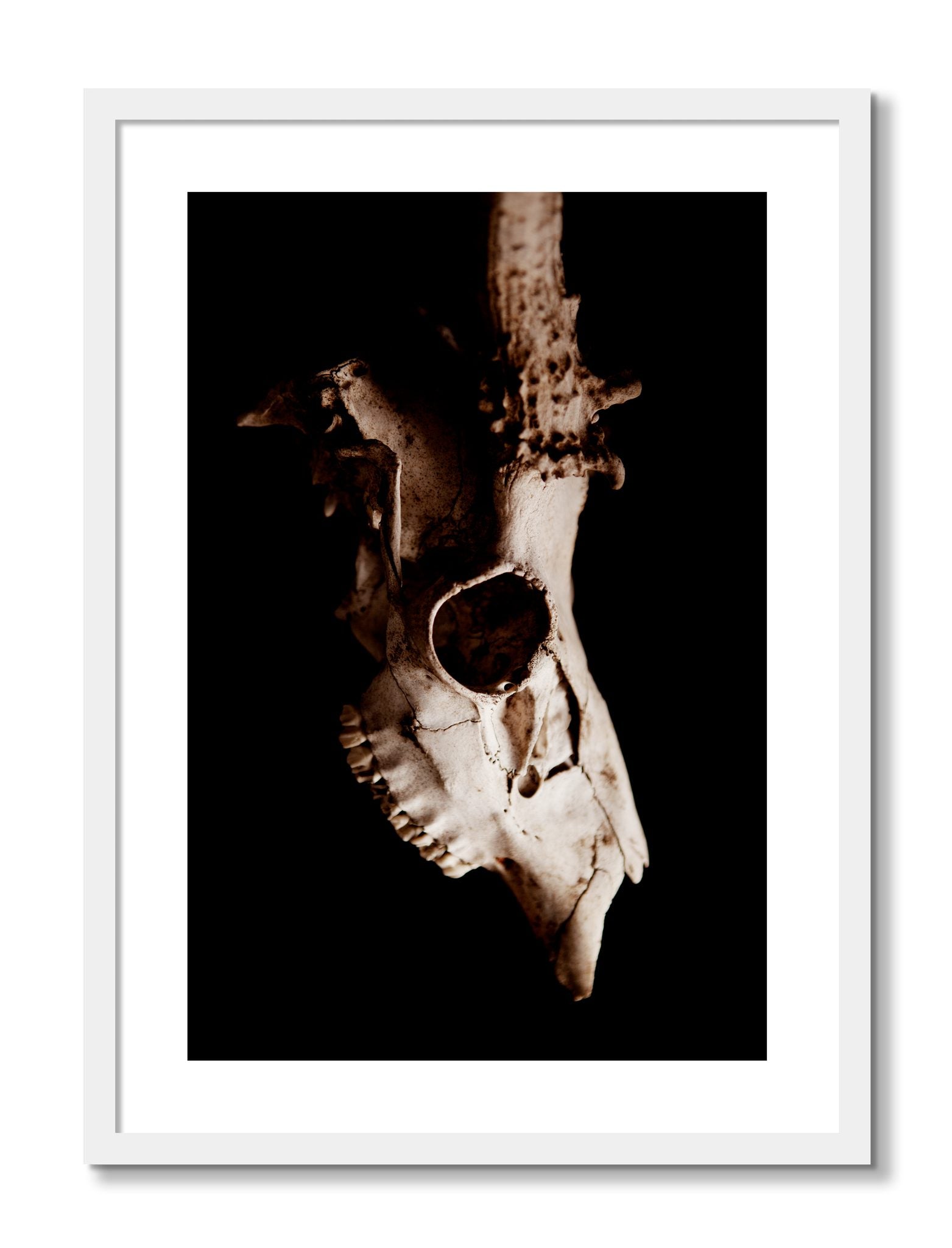 Framed photograph of Skull by Dylan Ozanich, White frame, Borders