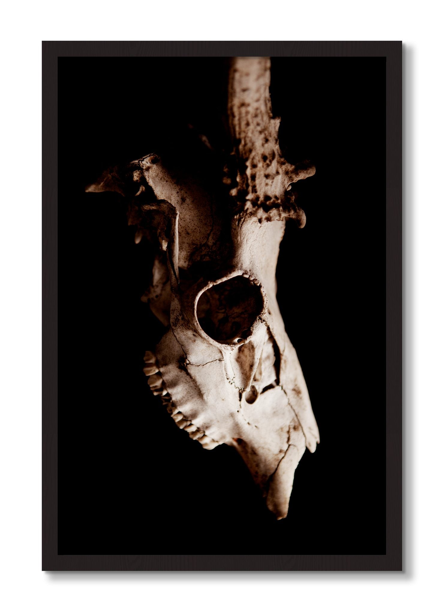 Framed photograph of Skull by Dylan Ozanich, Black Walnut frame, Full Bleed