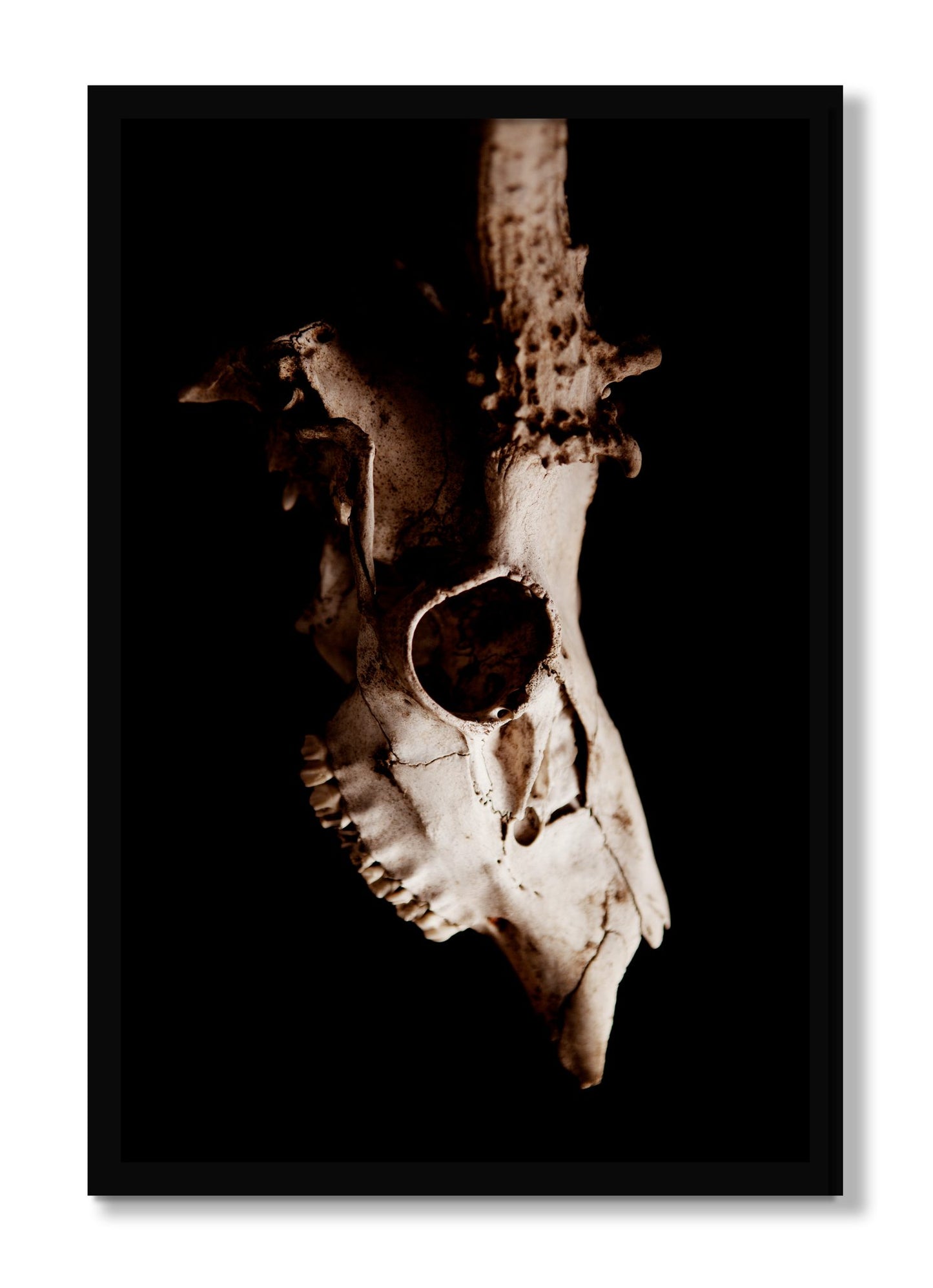 Framed photograph of Skull by Dylan Ozanich, Black frame, Full Bleed