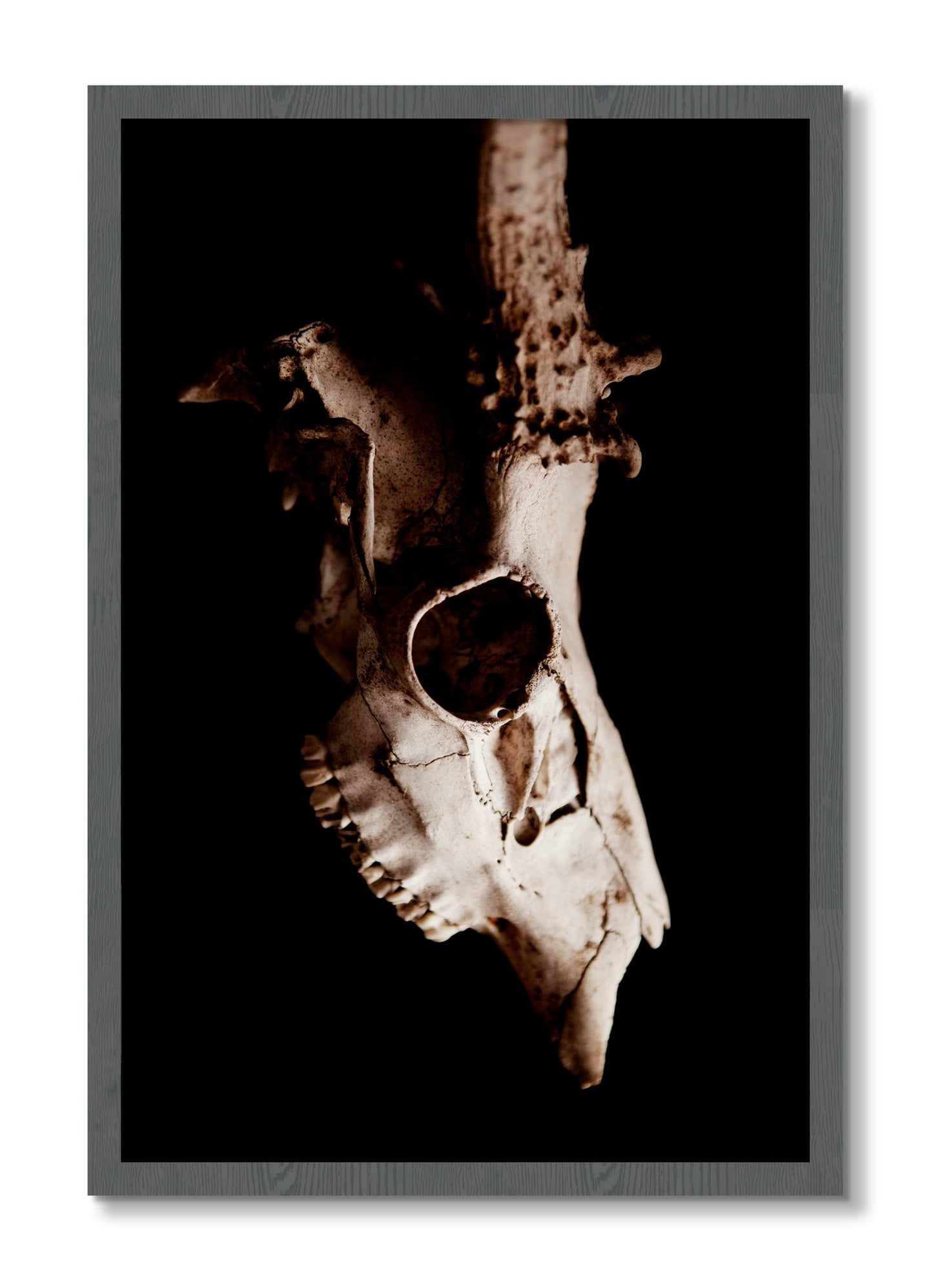 Framed photograph of Skull by Dylan Ozanich, Grey frame, Full Bleed