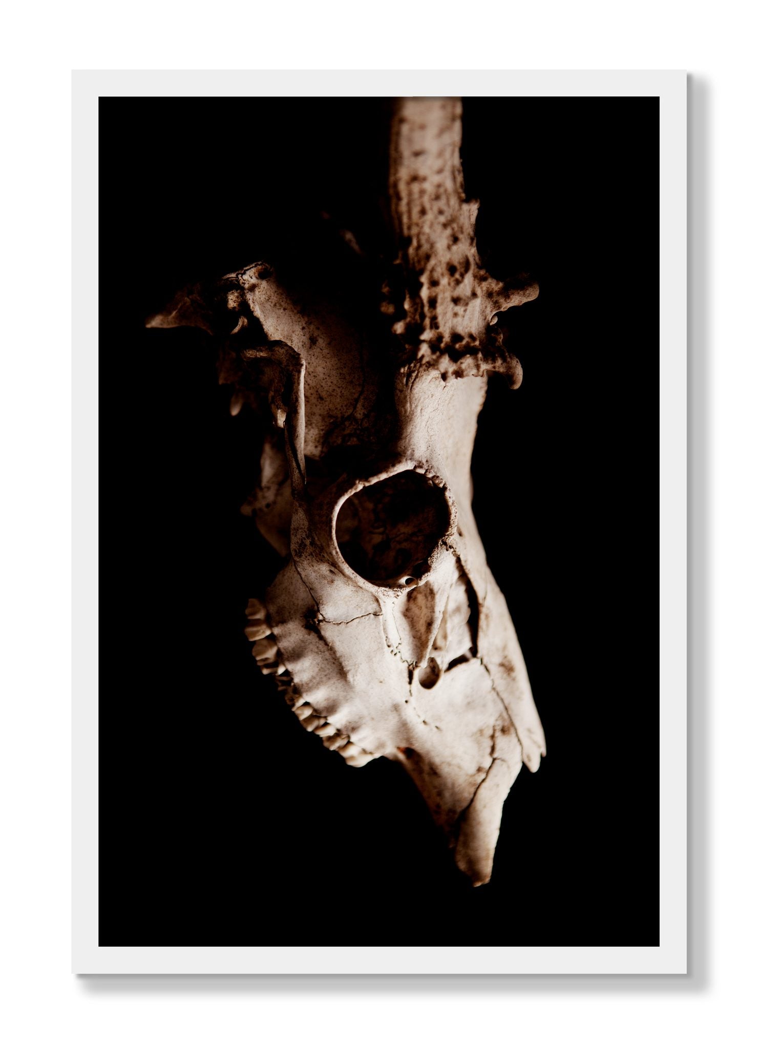 Framed photograph of Skull by Dylan Ozanich, White frame, Full Bleed