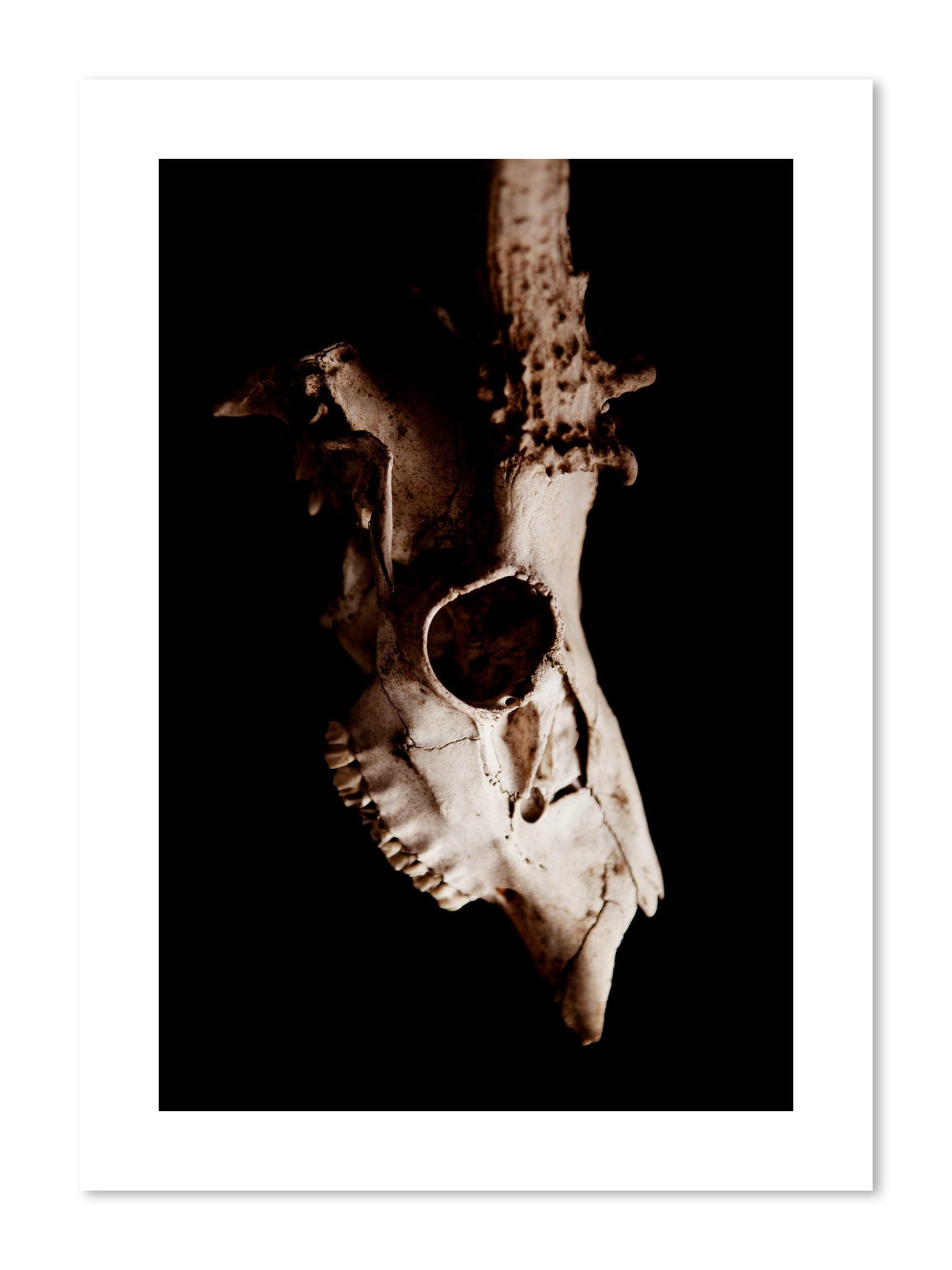 Fine art print of Skull by Dylan Ozanich, unframed