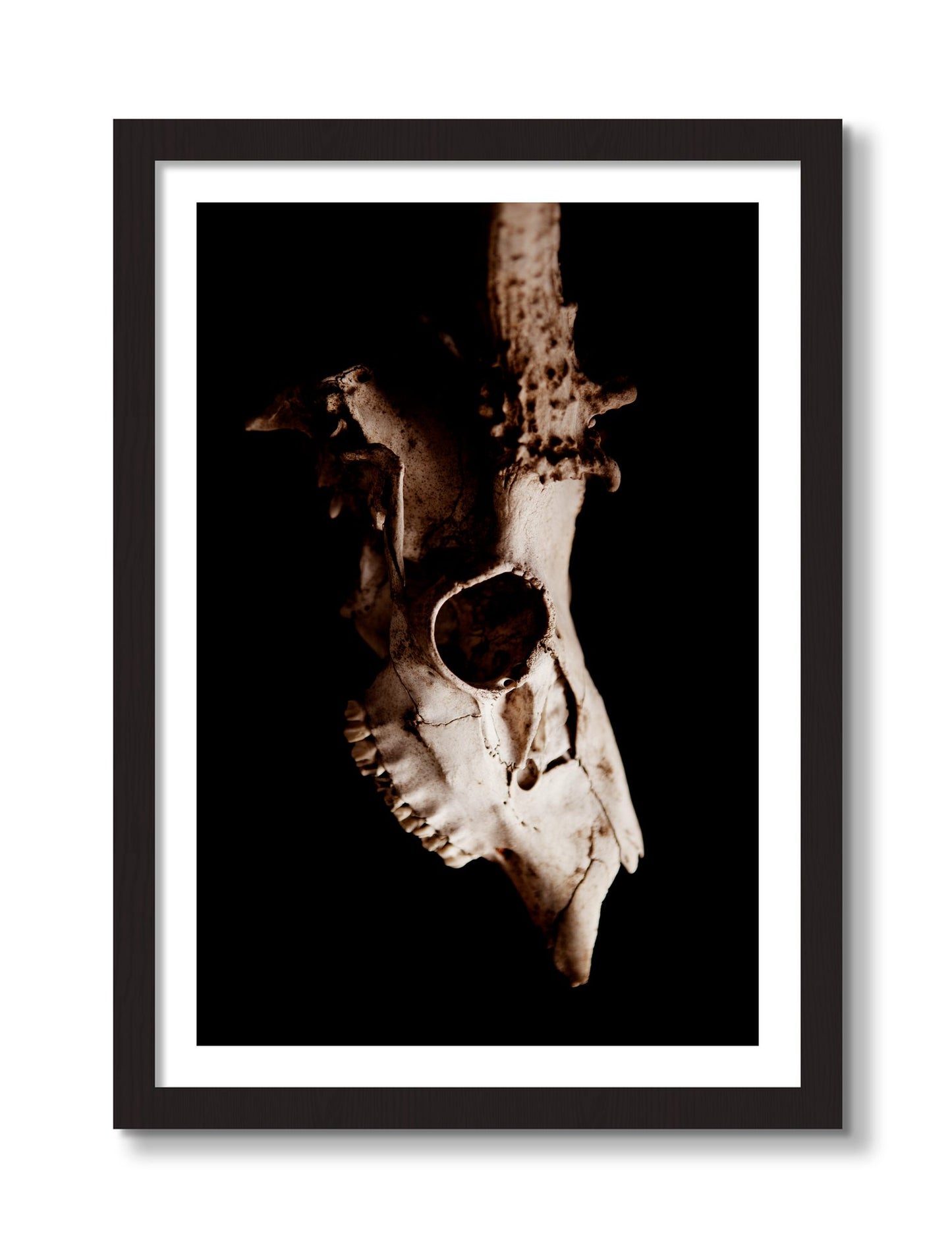 Framed photograph of Skull by Dylan Ozanich, Black frame, Borders