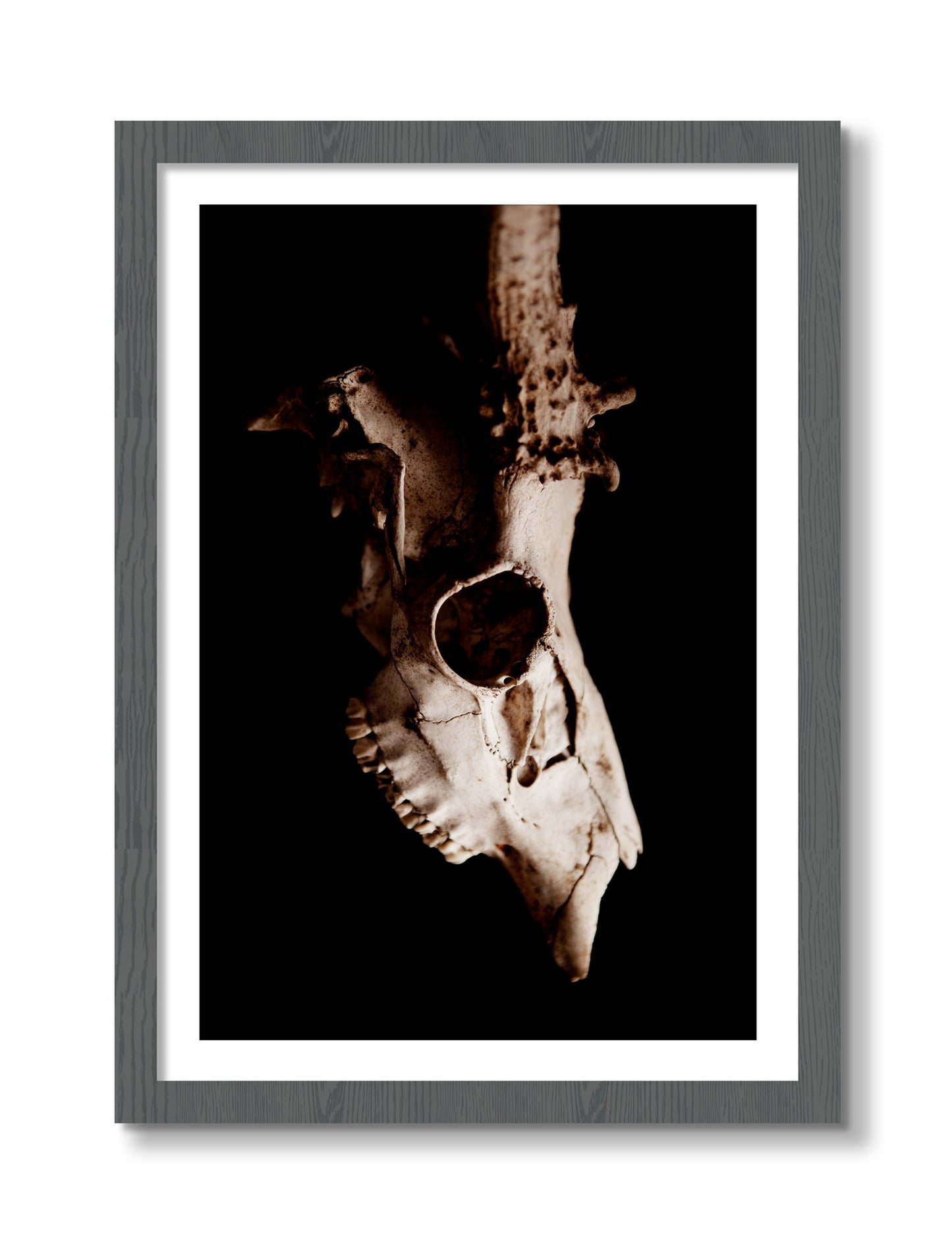 Framed photograph of Skull by Dylan Ozanich, Grey frame, Borders