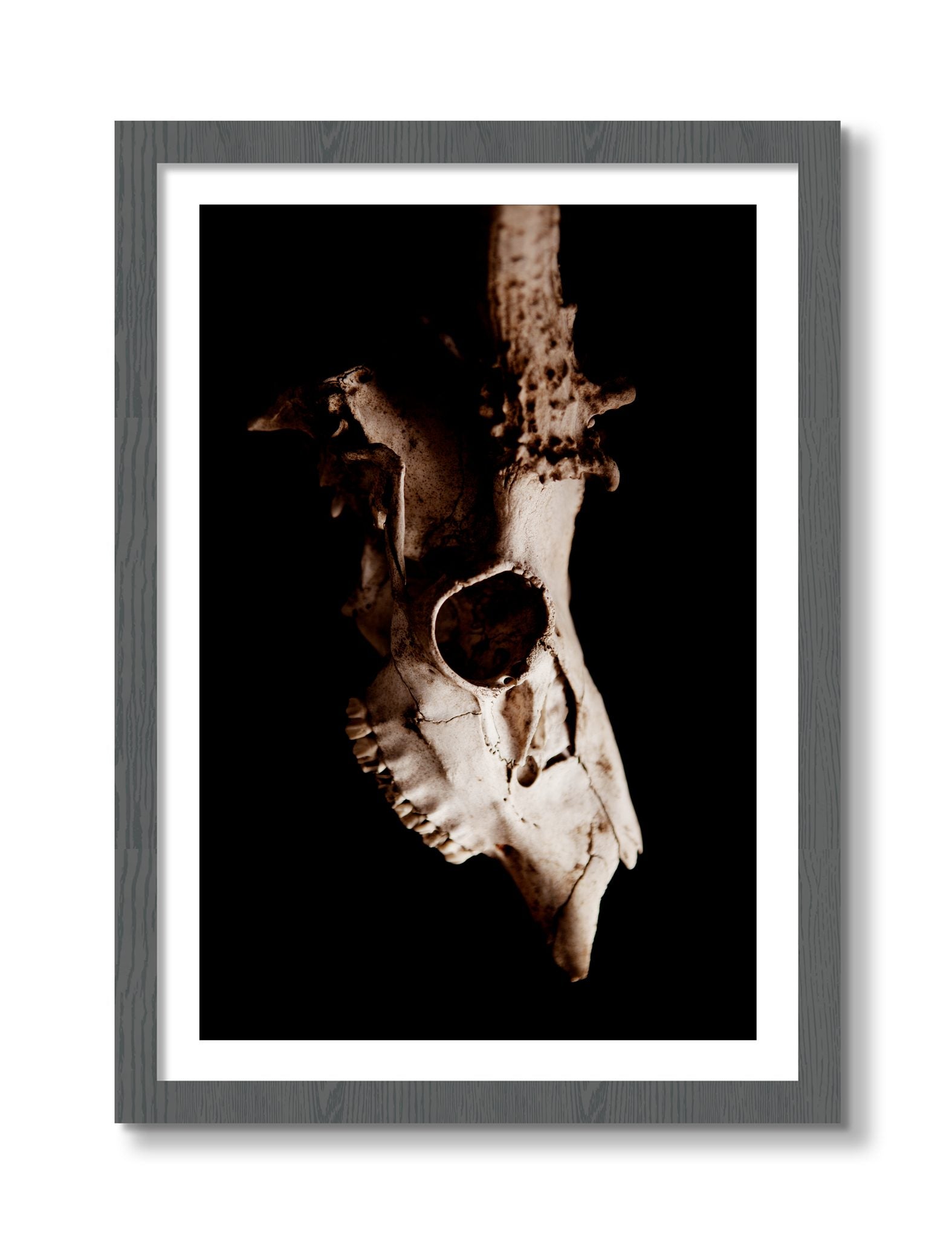 Framed photograph of Skull by Dylan Ozanich, Grey frame, Borders