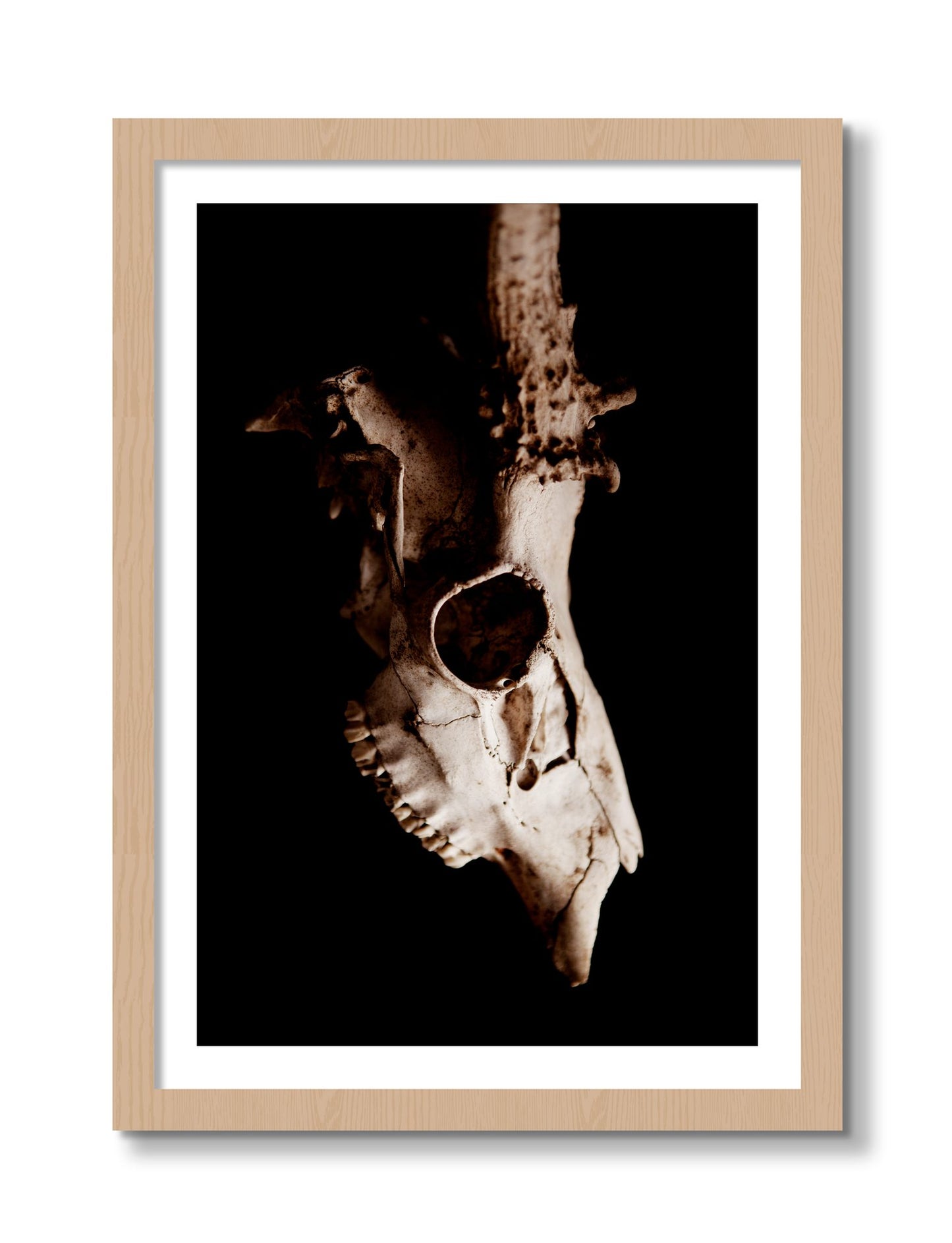 Framed photograph of Skull by Dylan Ozanich, Oak frame, Borders