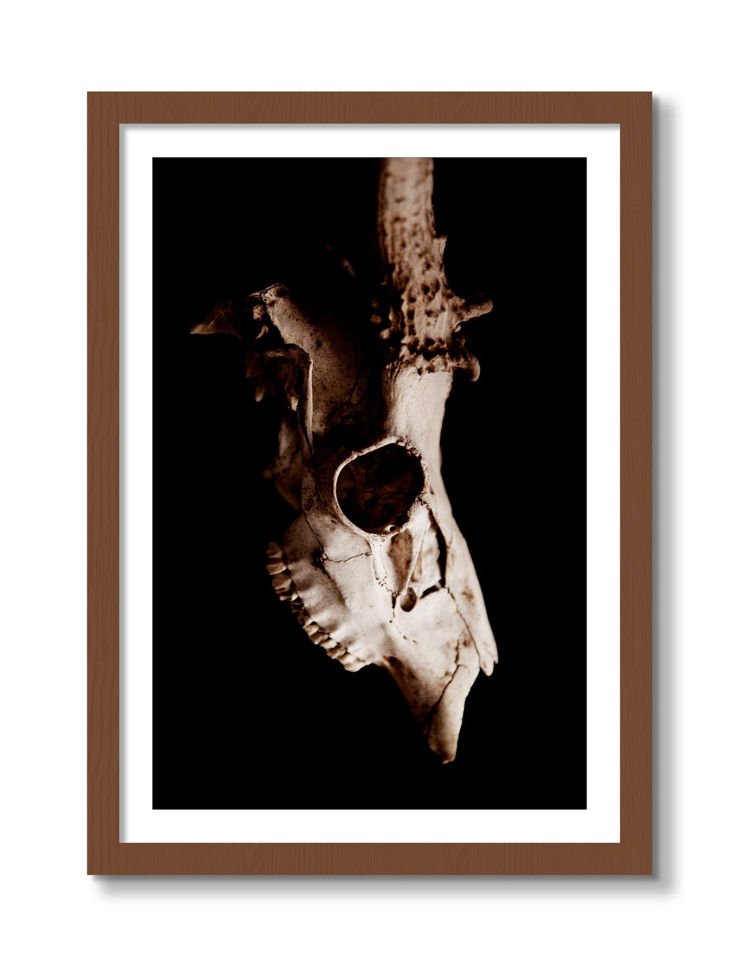 Framed photograph of Skull by Dylan Ozanich, Walnut frame, Borders