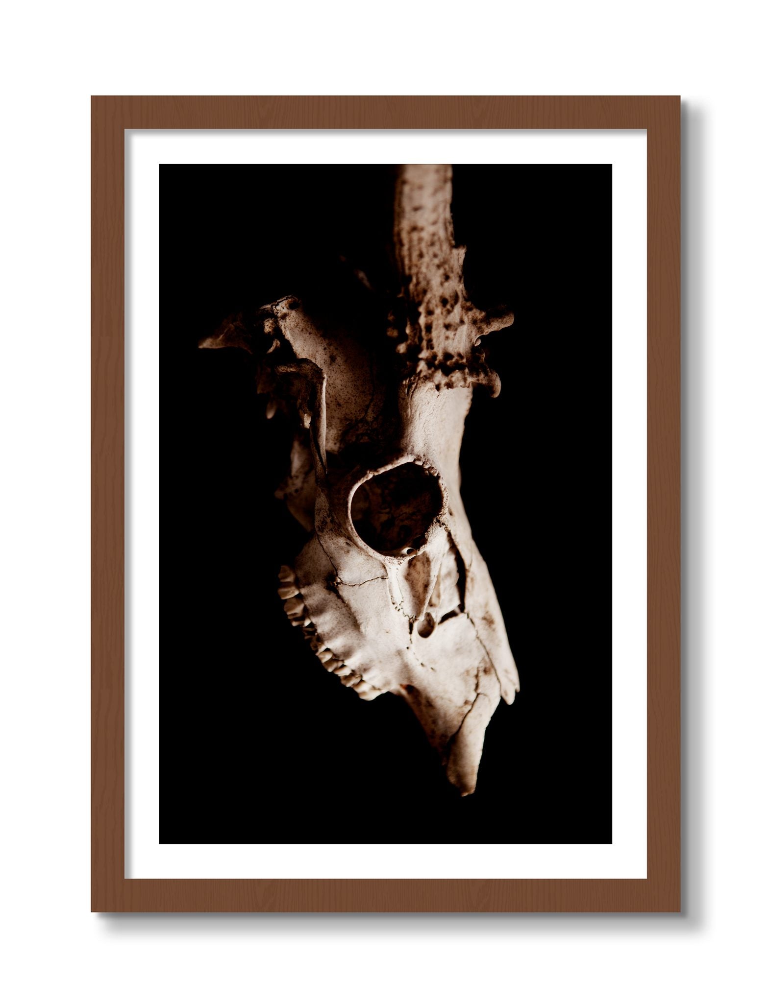 Framed photograph of Skull by Dylan Ozanich, Walnut frame, Borders