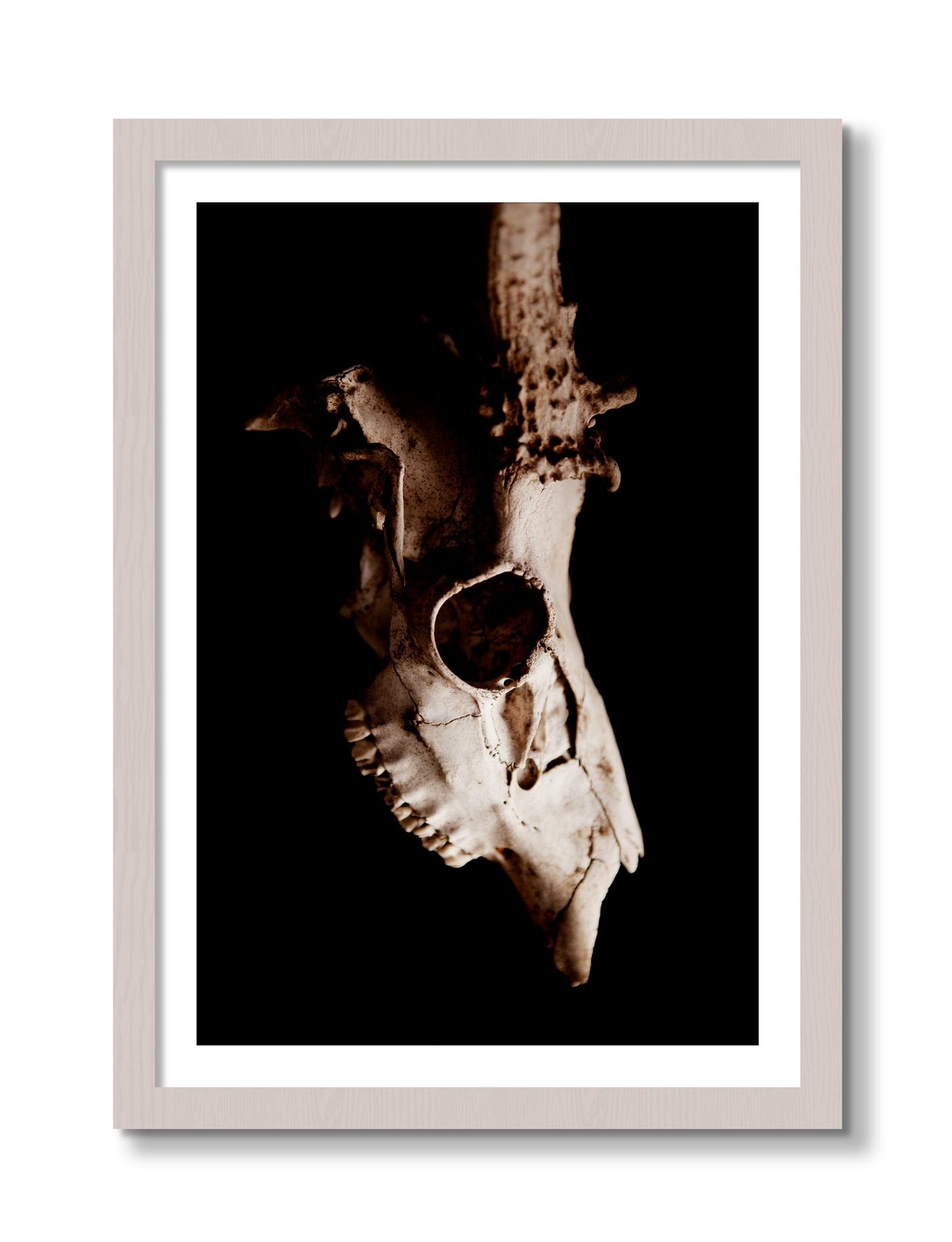 Framed photograph of Skull by Dylan Ozanich, White Maple frame, Borders