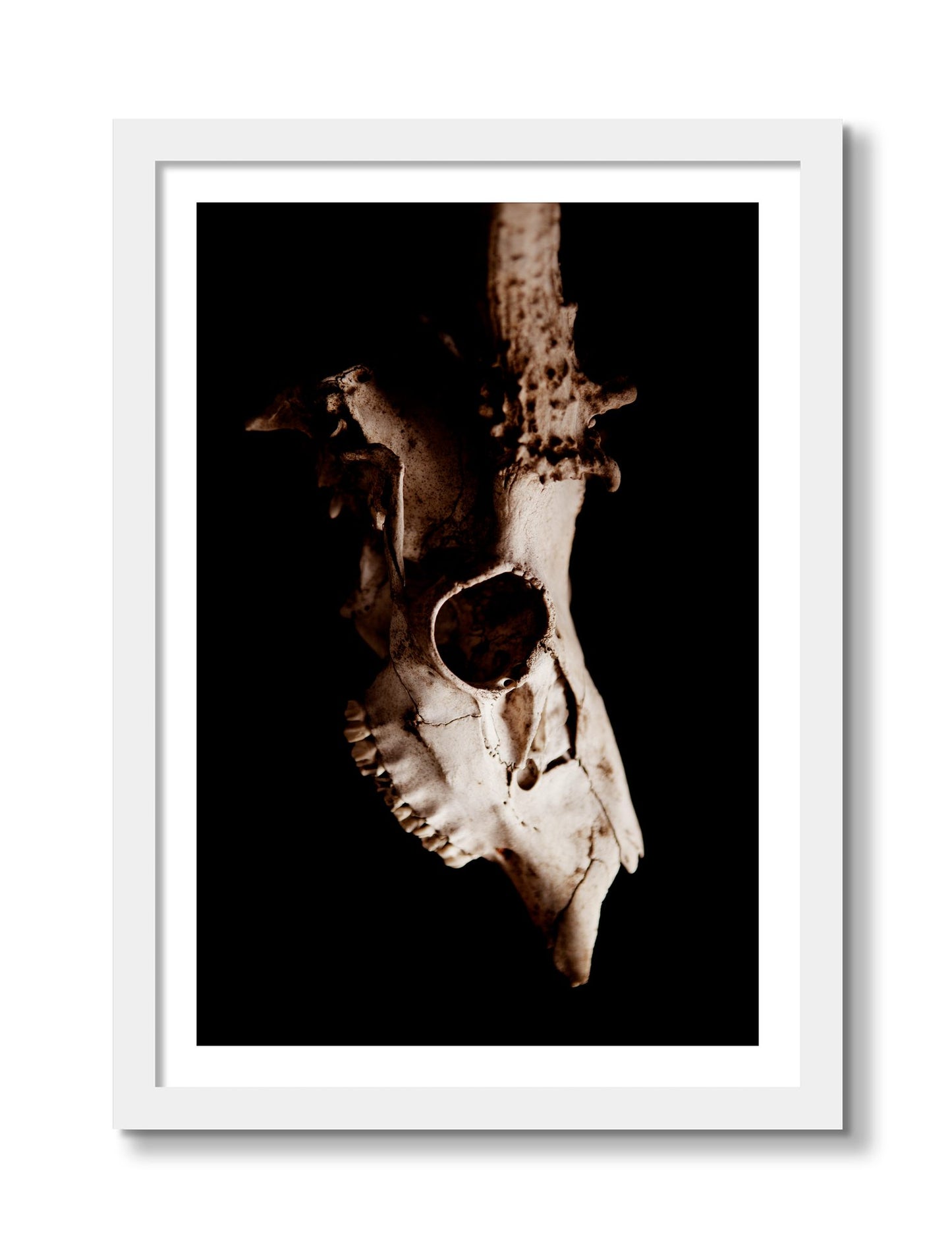 Framed photograph of Skull by Dylan Ozanich, White frame, Borders
