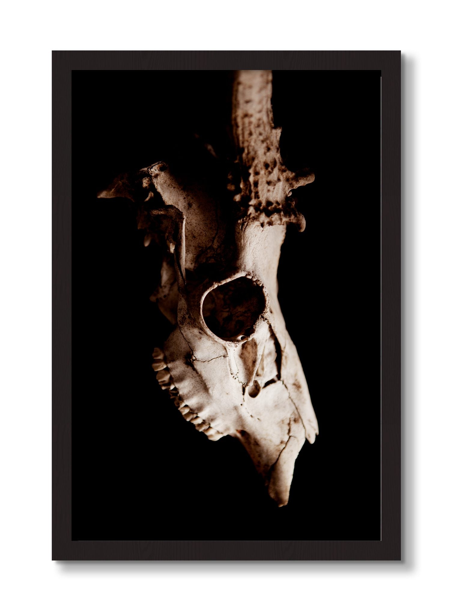 Framed photograph of Skull by Dylan Ozanich, Black Walnut frame, Full Bleed