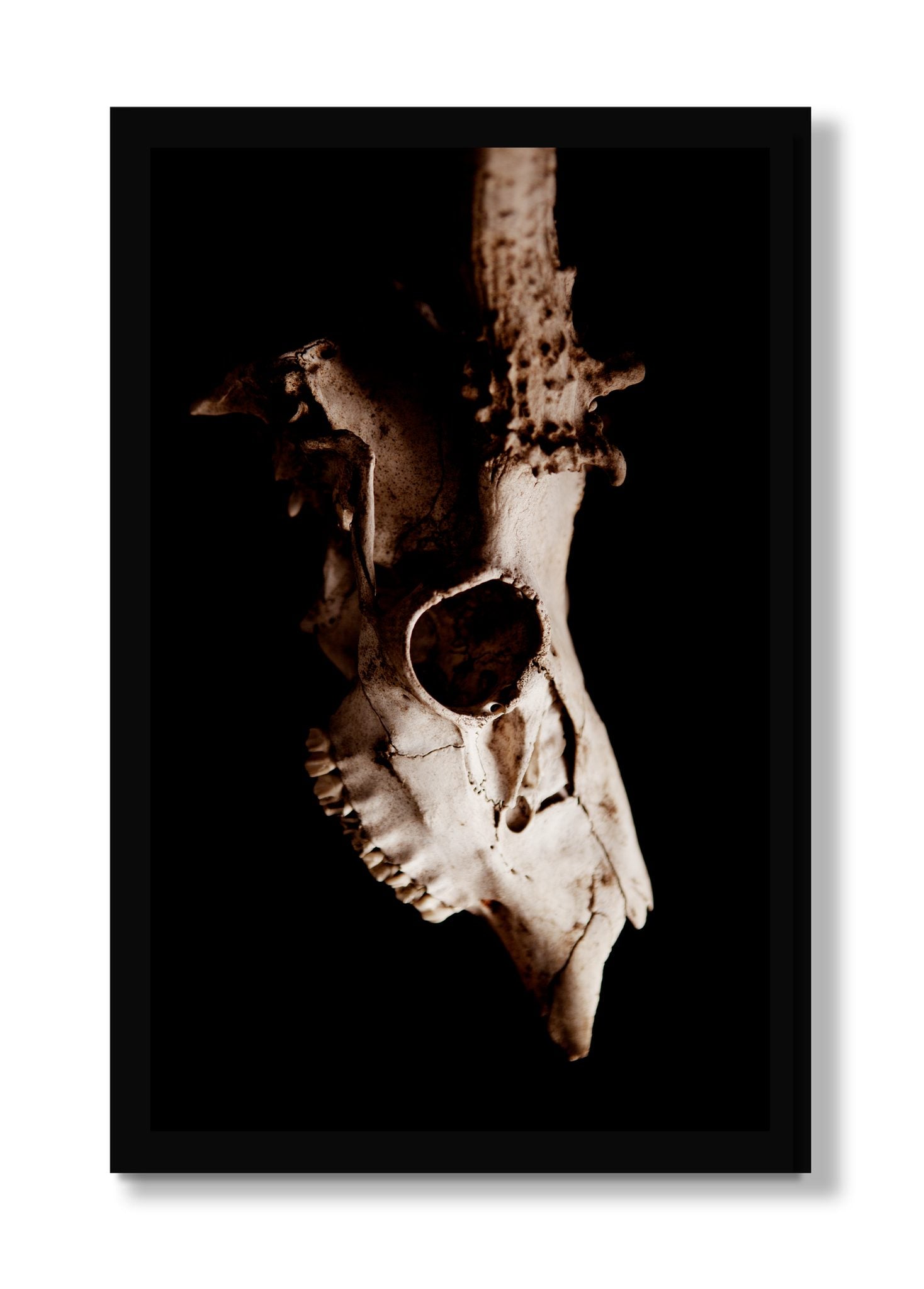 Framed photograph of Skull by Dylan Ozanich, Black frame, Full Bleed