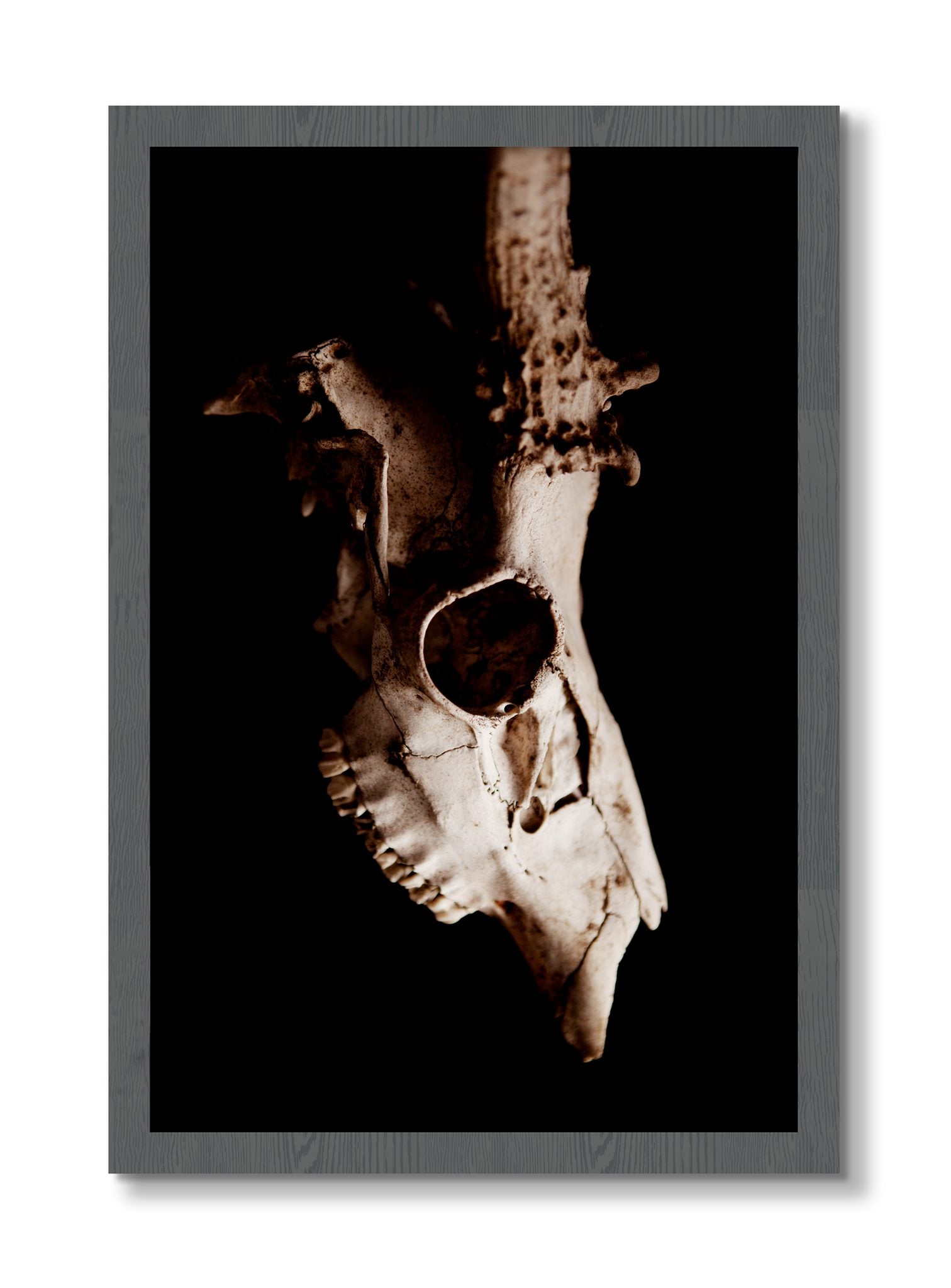 Framed photograph of Skull by Dylan Ozanich, Grey frame, Full Bleed