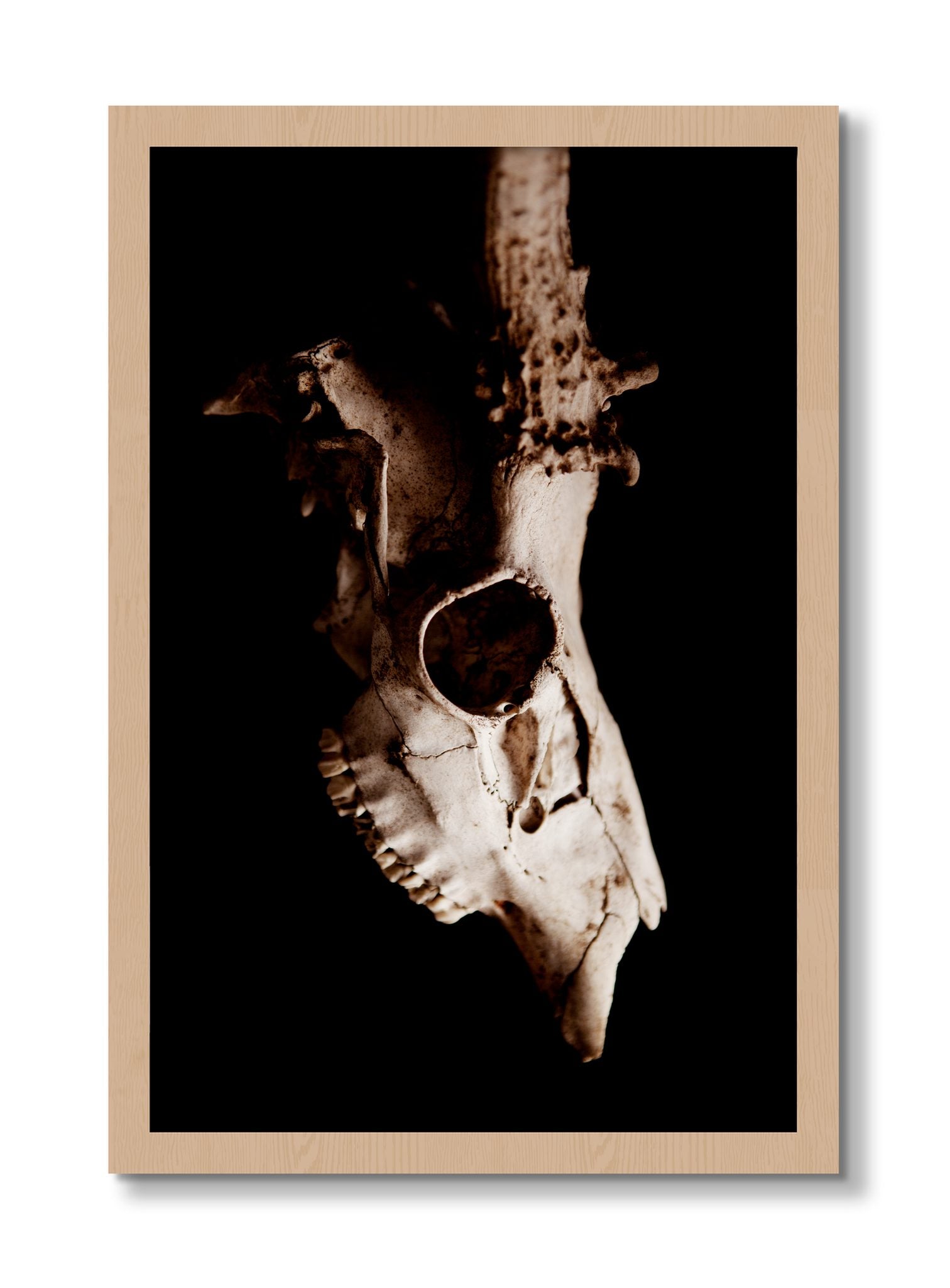 Framed photograph of Skull by Dylan Ozanich, Oak frame, Full Bleed