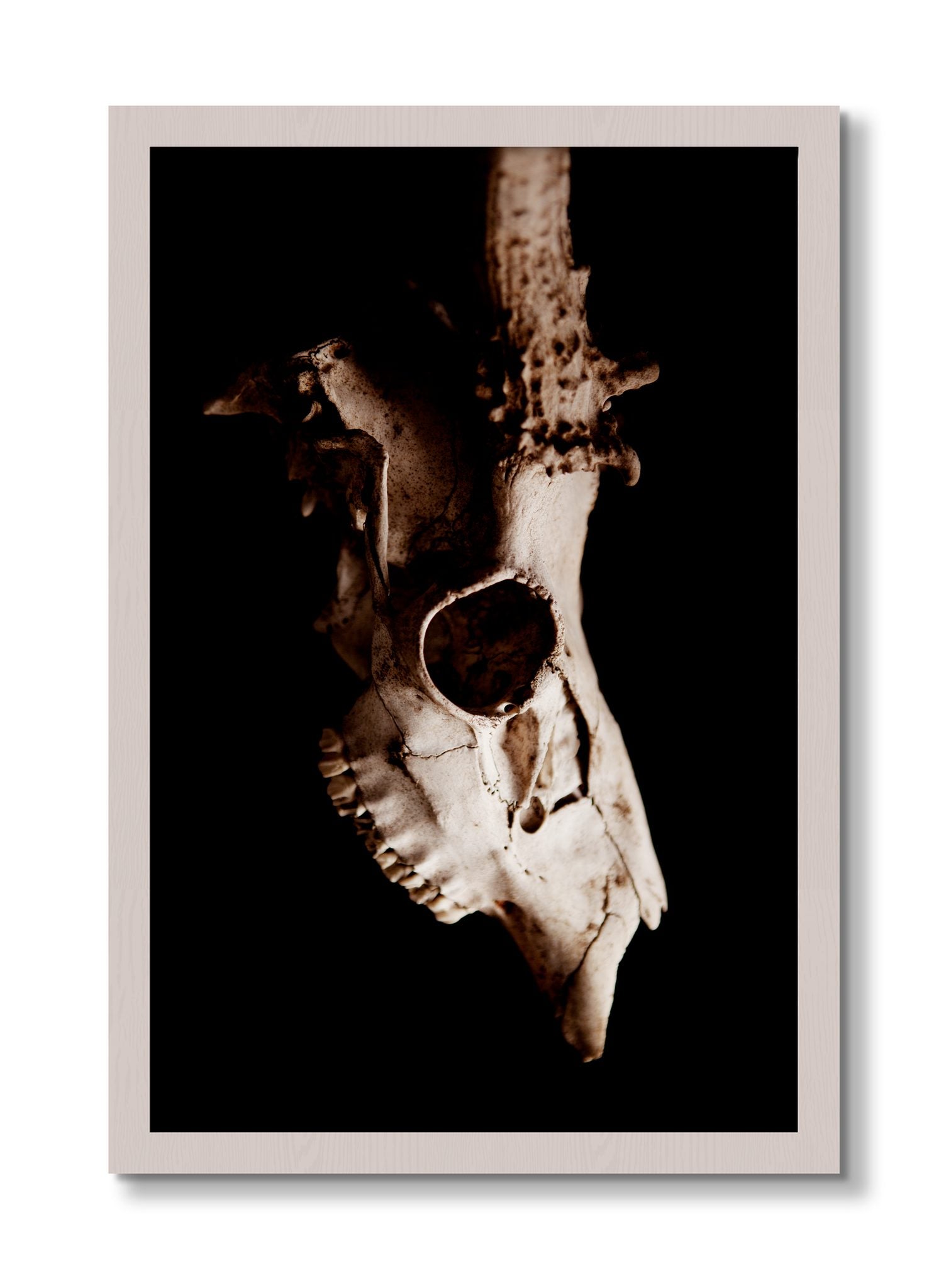 Framed photograph of Skull by Dylan Ozanich, White Maple frame, Full Bleed