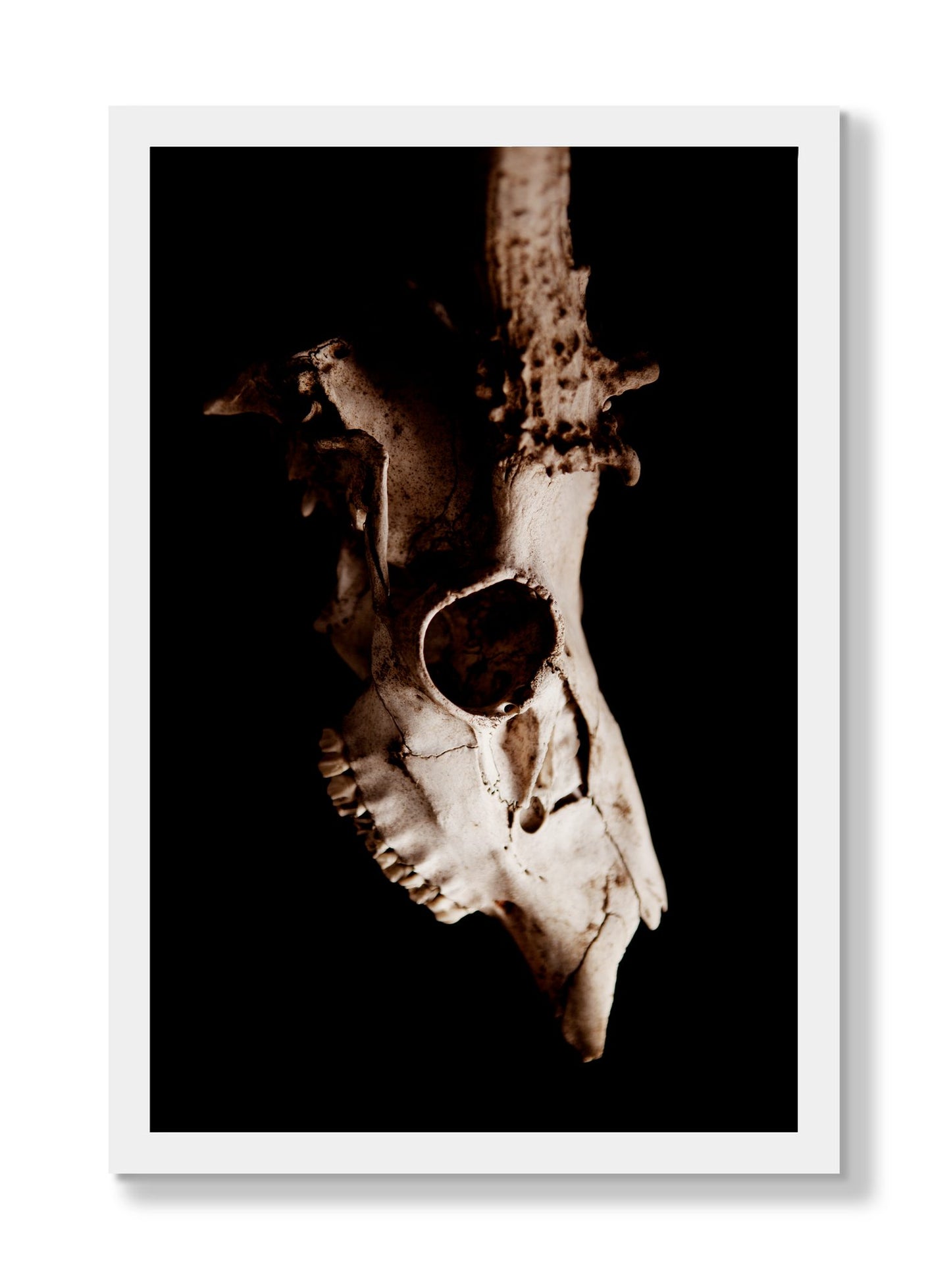 Framed photograph of Skull by Dylan Ozanich, White frame, Full Bleed