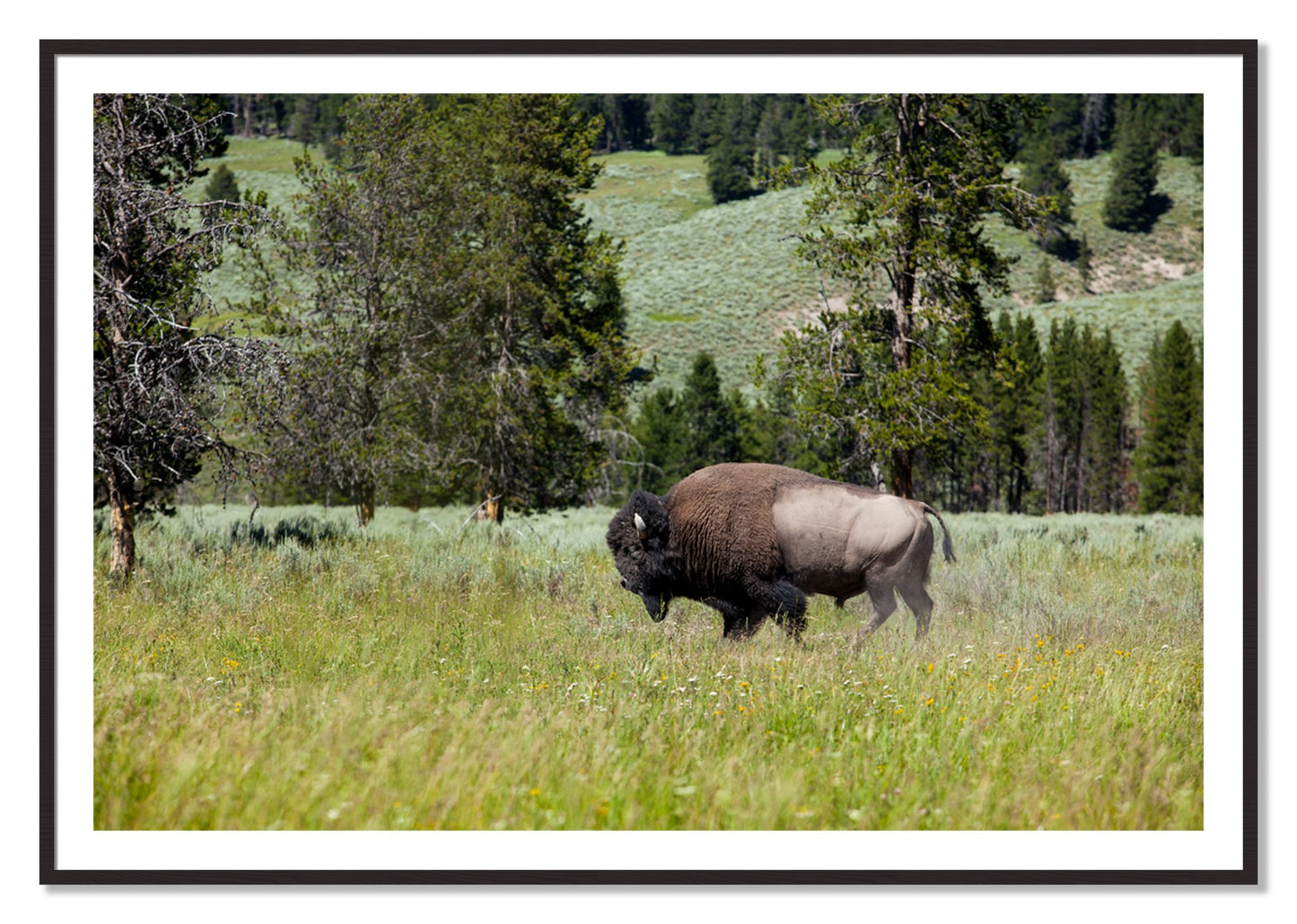 Framed photograph of Solo Buffalo by Dylan Ozanich, Black Walnut frame, Borders