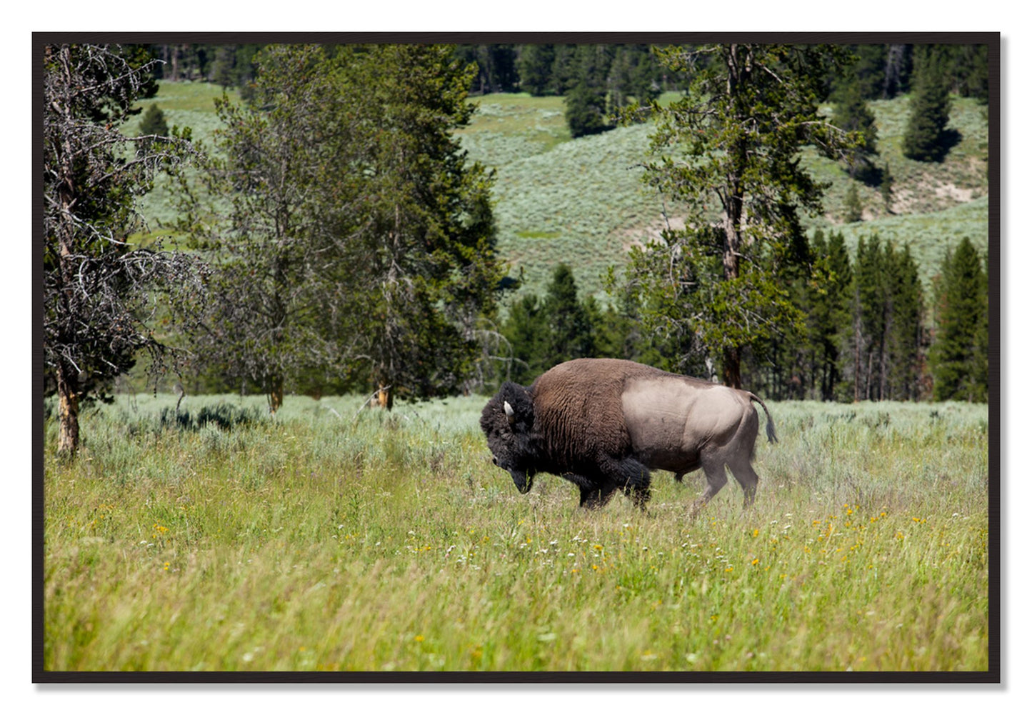 Framed photograph of Solo Buffalo by Dylan Ozanich, Black Walnut frame, Full Bleed