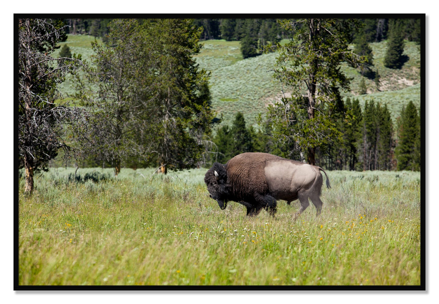 Framed photograph of Solo Buffalo by Dylan Ozanich, Black frame, Full Bleed