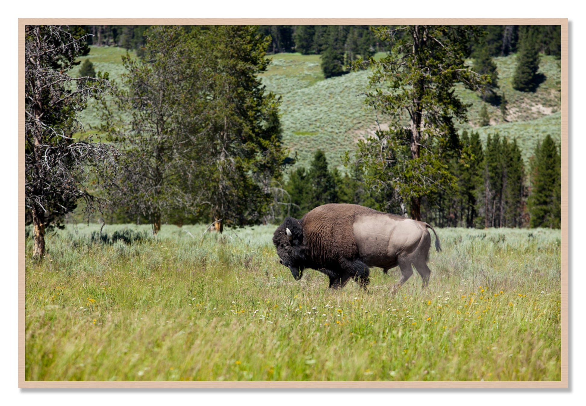 Framed photograph of Solo Buffalo by Dylan Ozanich, Maple frame, Full Bleed