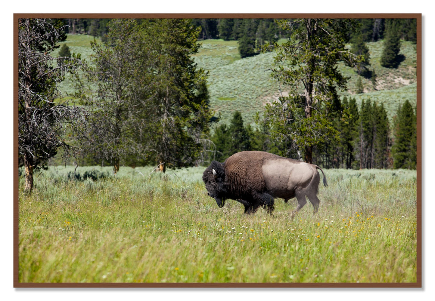 Framed photograph of Solo Buffalo by Dylan Ozanich, Walnut frame, Full Bleed