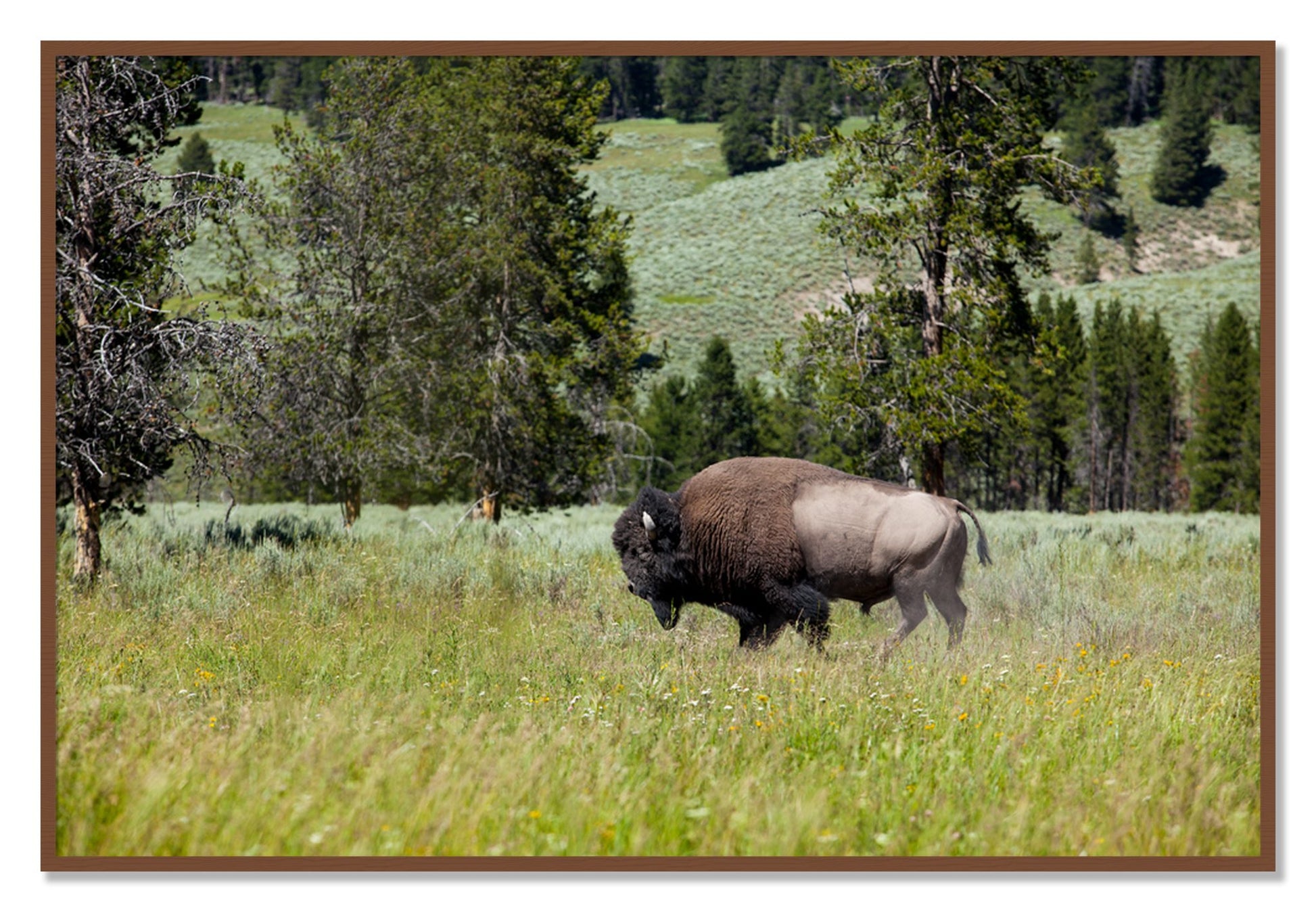 Framed photograph of Solo Buffalo by Dylan Ozanich, Walnut frame, Full Bleed