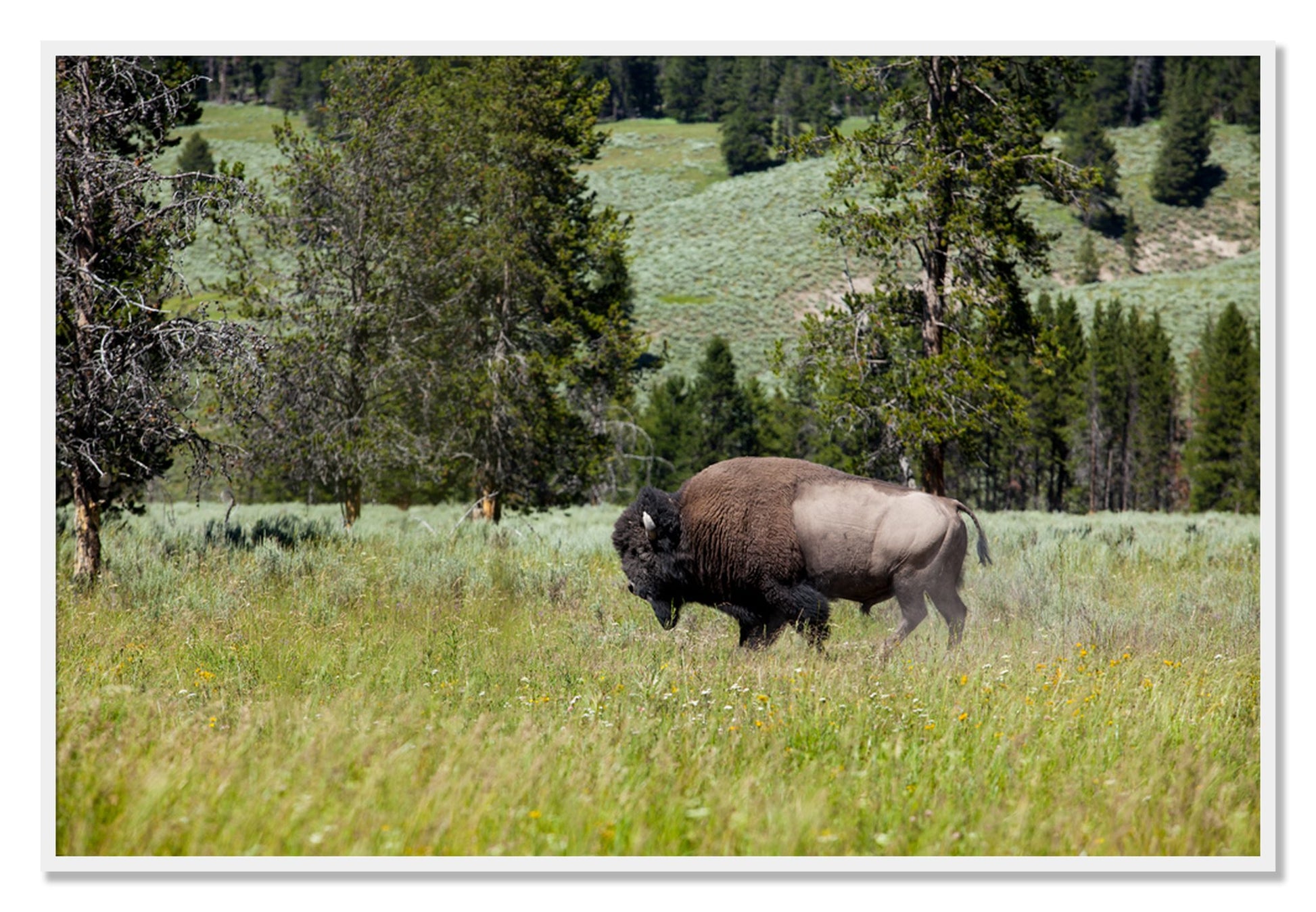 Framed photograph of Solo Buffalo by Dylan Ozanich, White frame, Full Bleed