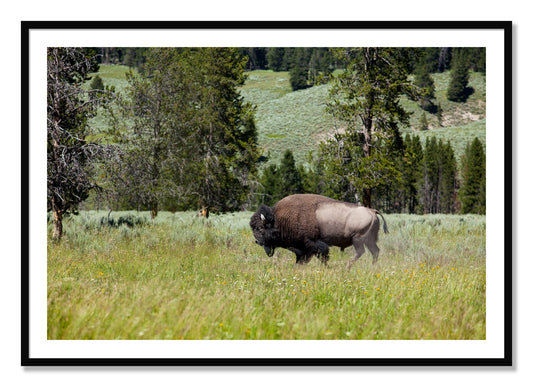 Framed photograph of Solo Buffalo by Dylan Ozanich, Black frame, Borders