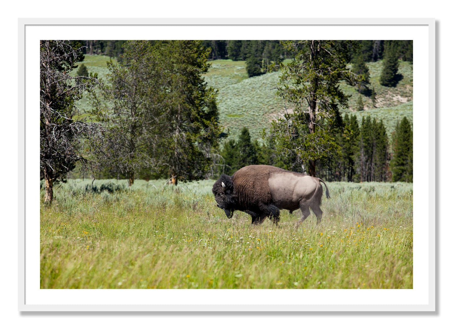 Framed photograph of Solo Buffalo by Dylan Ozanich, White frame, Borders