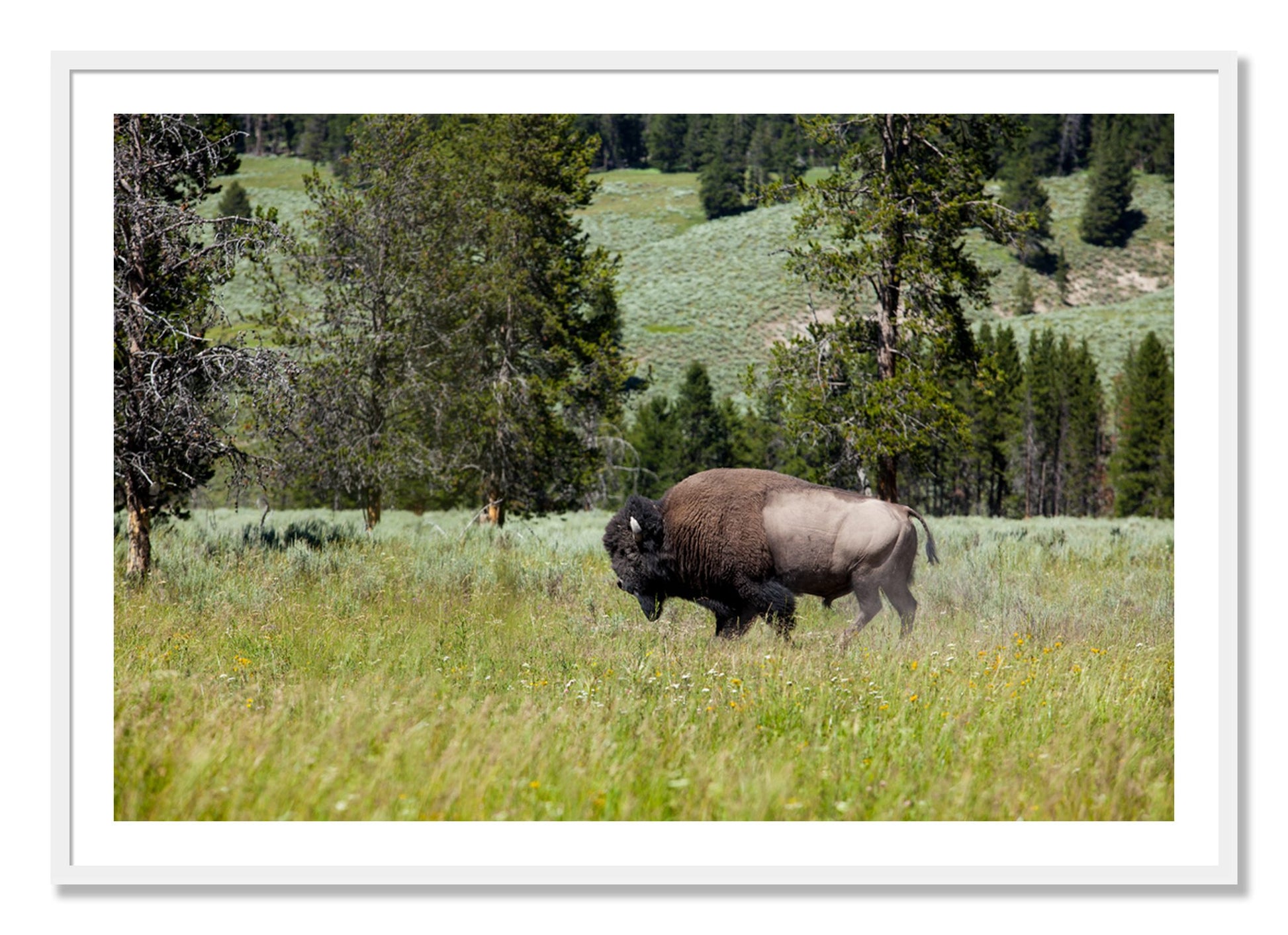 Framed photograph of Solo Buffalo by Dylan Ozanich, White frame, Borders