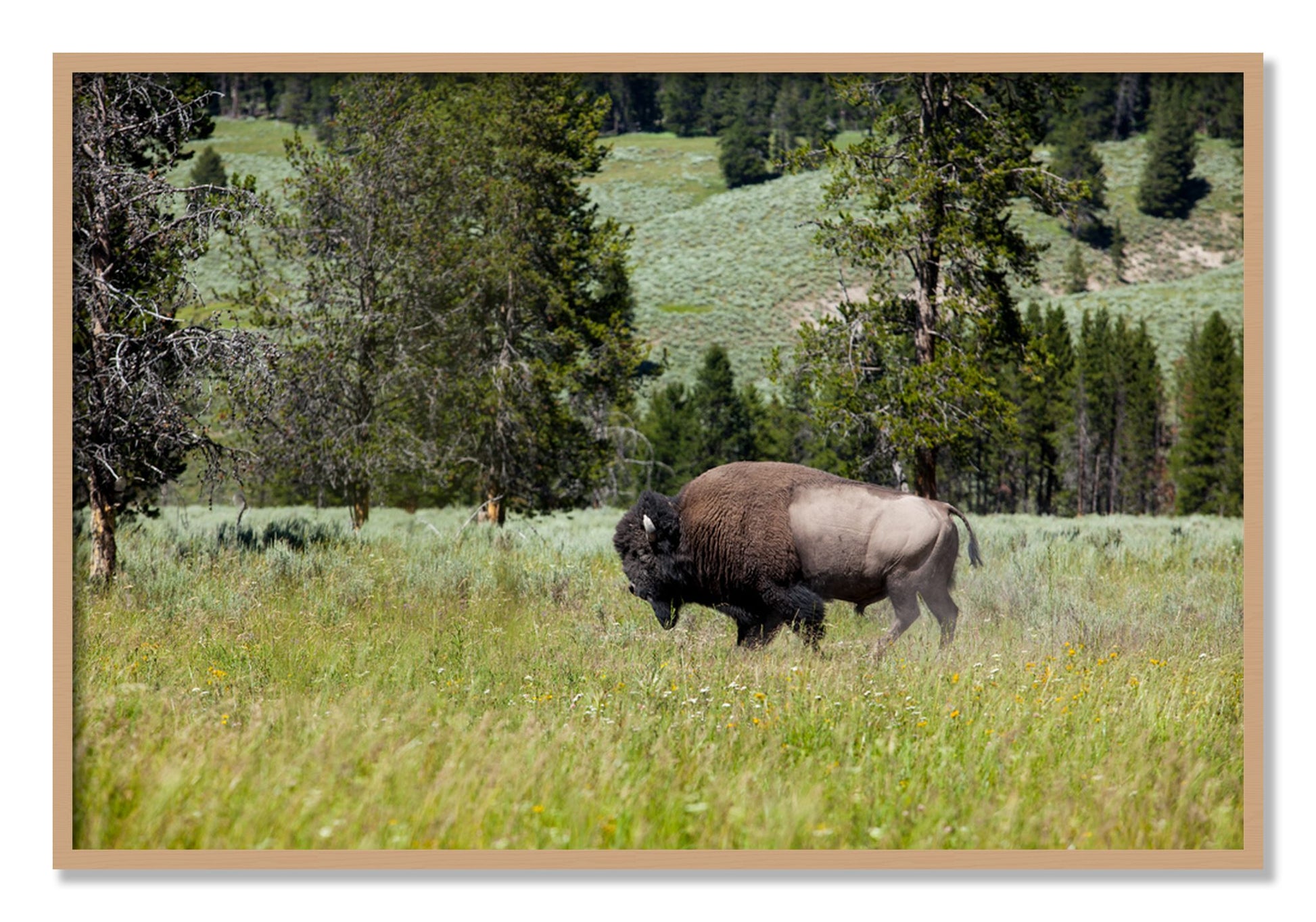 Framed photograph of Solo Buffalo by Dylan Ozanich, Oak frame, Full Bleed