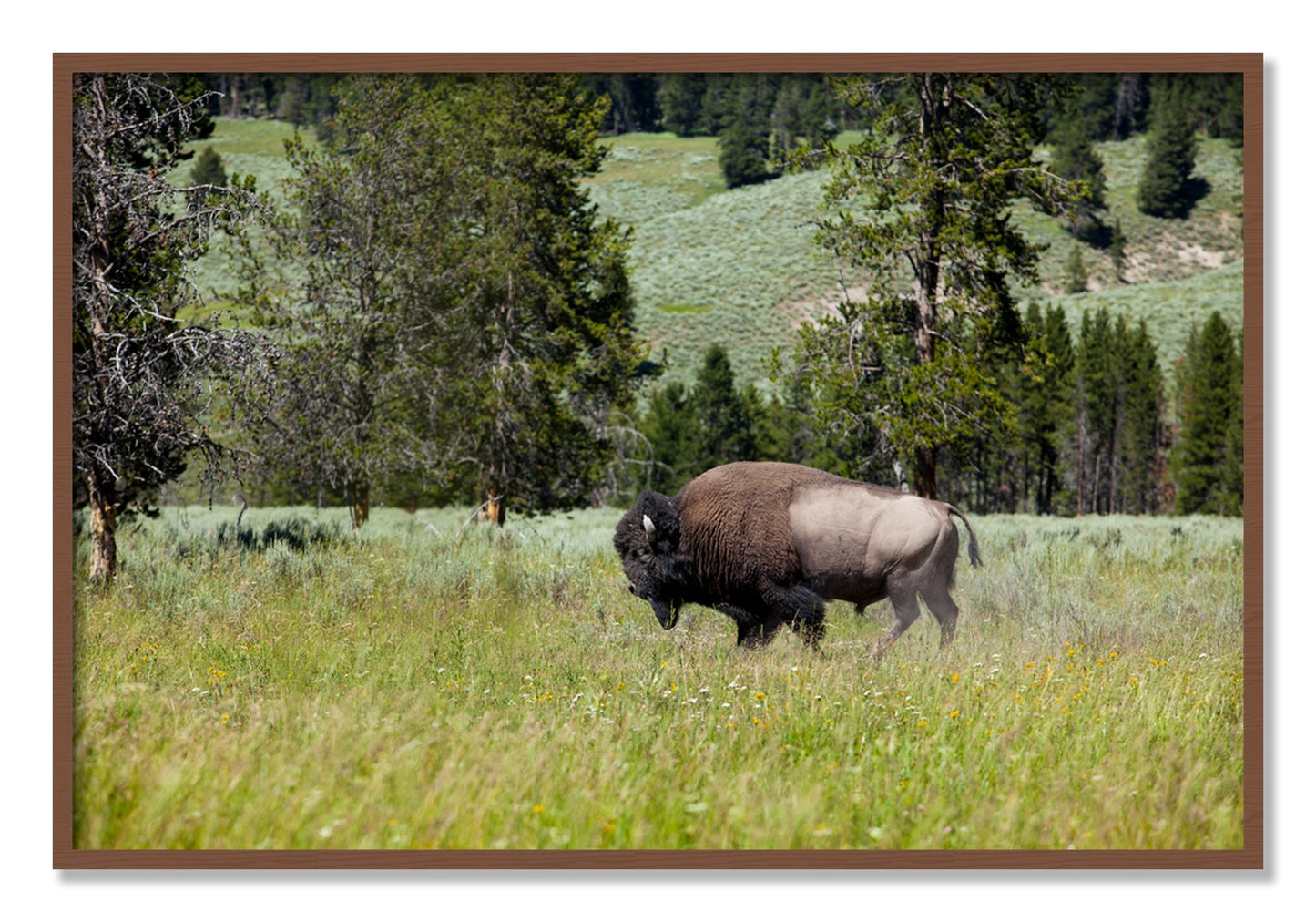 Framed photograph of Solo Buffalo by Dylan Ozanich, Walnut frame, Full Bleed