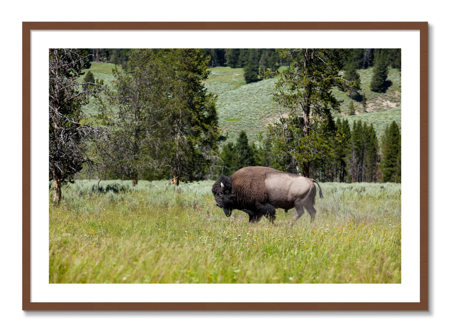 Framed photograph of Solo Buffalo by Dylan Ozanich, Walnut frame, Borders