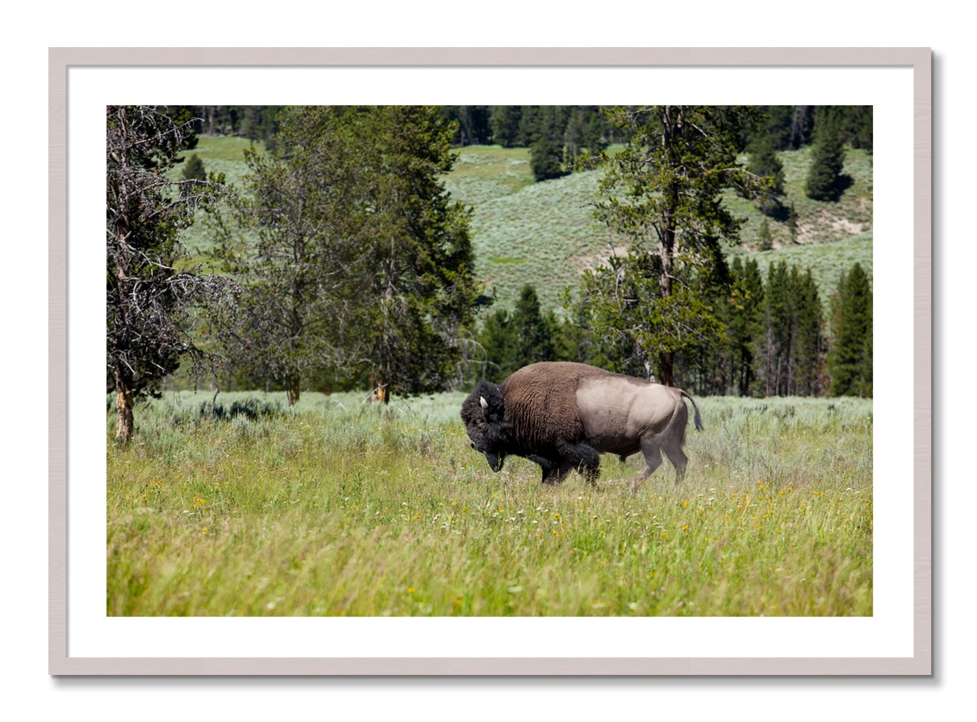 Framed photograph of Solo Buffalo by Dylan Ozanich, White Maple frame, Borders