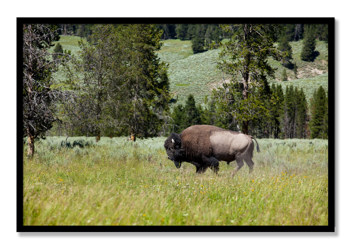 Framed photograph of Solo Buffalo by Dylan Ozanich, Black frame, Full Bleed