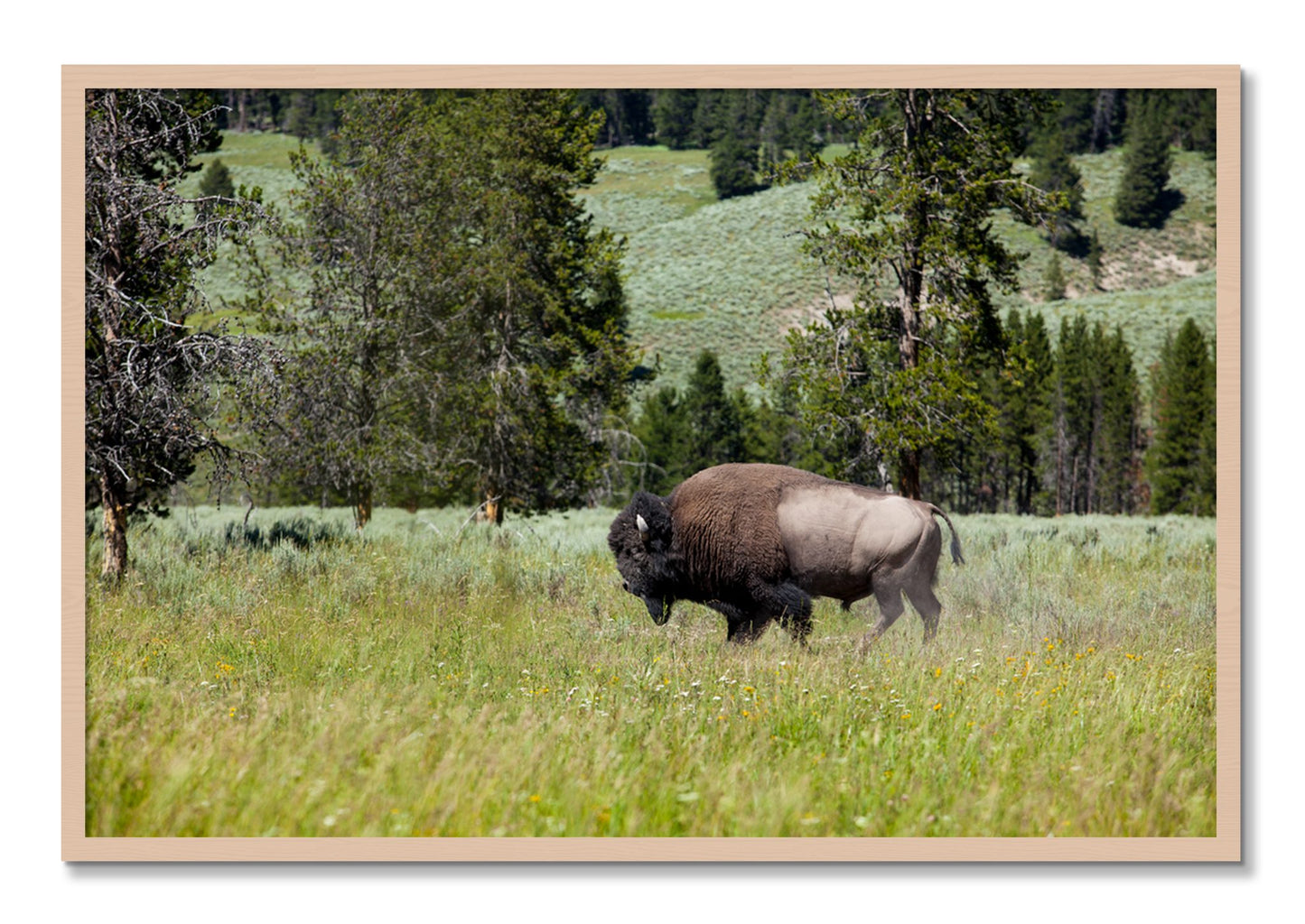 Framed photograph of Solo Buffalo by Dylan Ozanich, Maple frame, Full Bleed