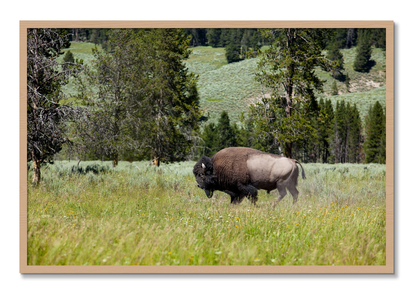 Framed photograph of Solo Buffalo by Dylan Ozanich, Oak frame, Full Bleed