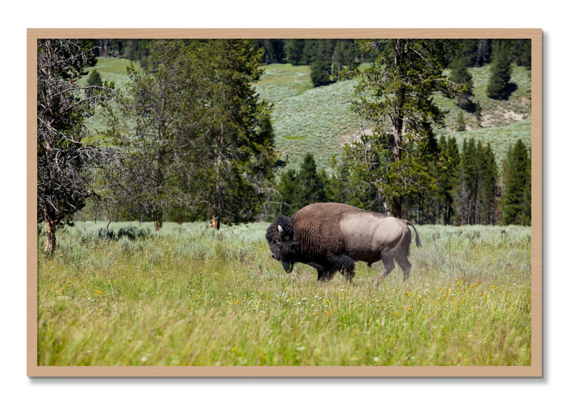 Framed photograph of Solo Buffalo by Dylan Ozanich, Oak frame, Full Bleed