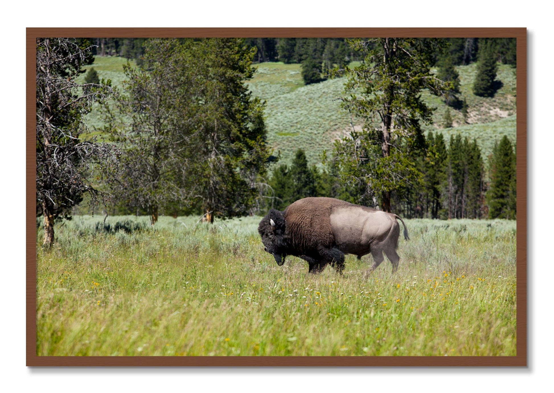 Framed photograph of Solo Buffalo by Dylan Ozanich, Walnut frame, Full Bleed