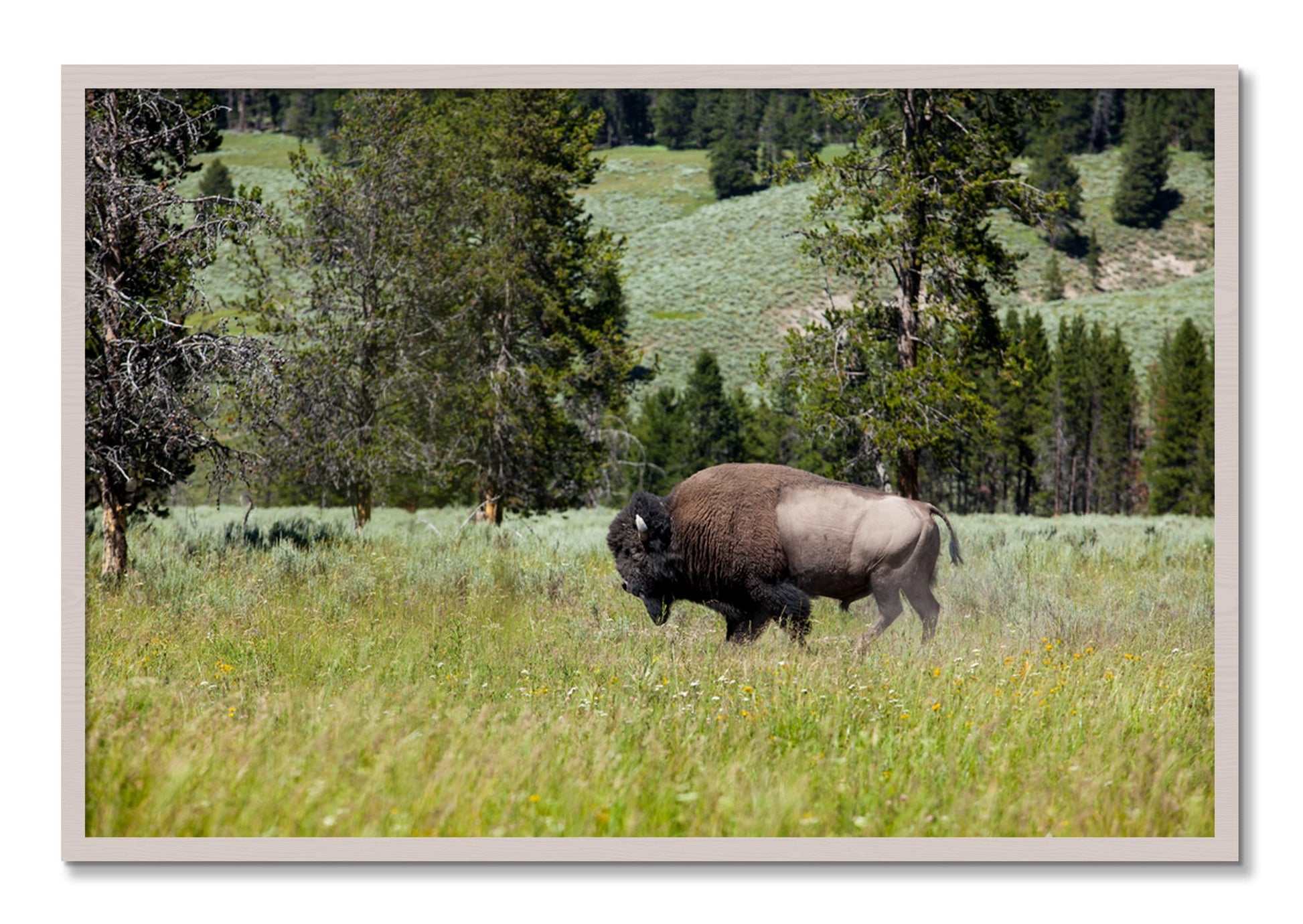 Framed photograph of Solo Buffalo by Dylan Ozanich, White Maple frame, Full Bleed